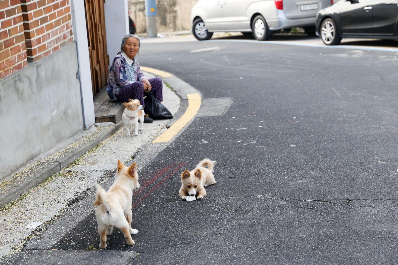 Canon EF 24-70mm F2.8L II USM sample photo. Puppy, country, grandmother photography