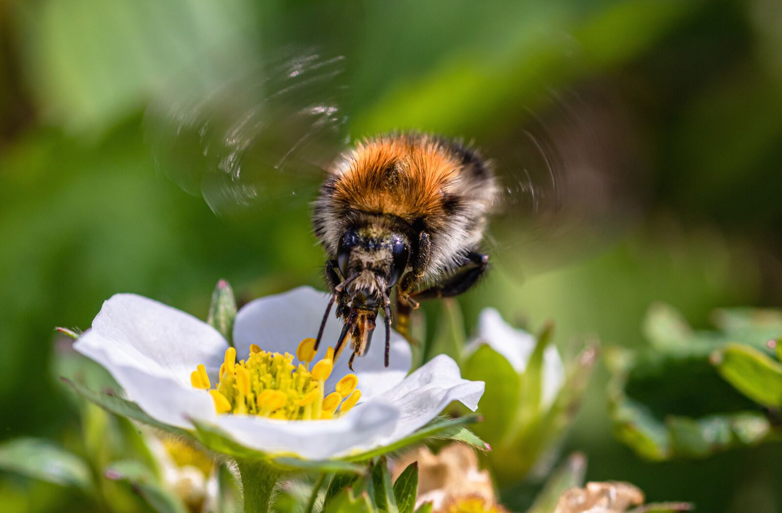 Canon EOS 750D (EOS Rebel T6i / EOS Kiss X8i) sample photo. Heath-the bumble bee, kryptarum-the photography