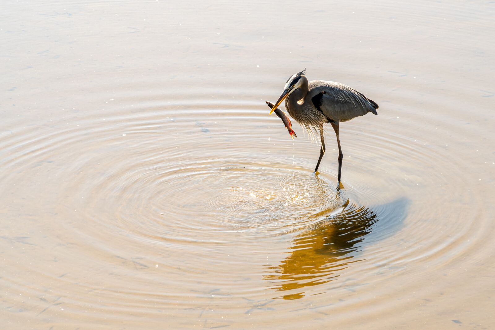 Sony E PZ 18-105mm F4 G OSS sample photo. Heron, heron fishing, bird photography
