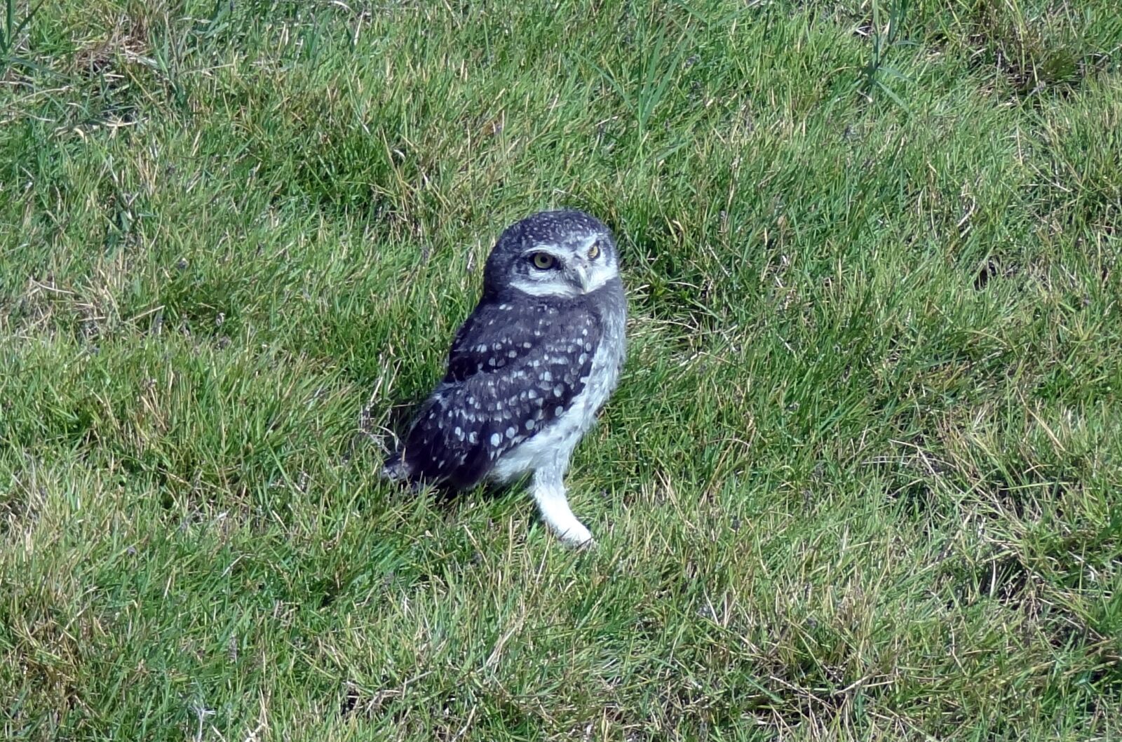 Sony Cyber-shot DSC-HX9V sample photo. Bird, owl, spotted owlet photography