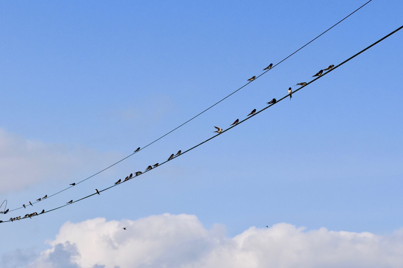 Nikon D5600 sample photo. Swallows, gathering of swallows photography