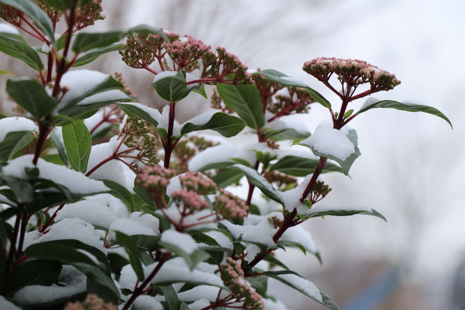 Canon EF-S 18-135mm F3.5-5.6 IS USM sample photo. Nature, flower, winterbloeier photography