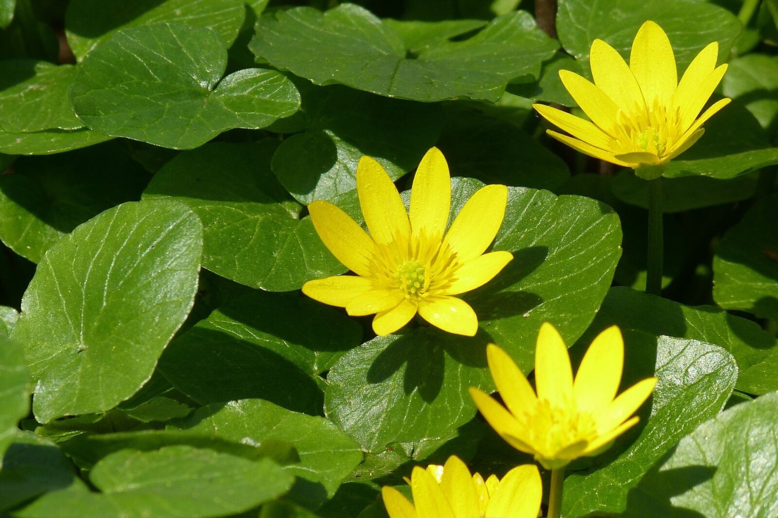 Panasonic Lumix DMC-FZ40 (Lumix DMC-FZ45) sample photo. Nature, summer, plant photography