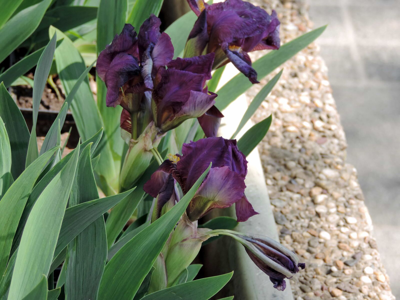Nikon Coolpix P520 sample photo. Flowerpot, iris, purple, urban photography