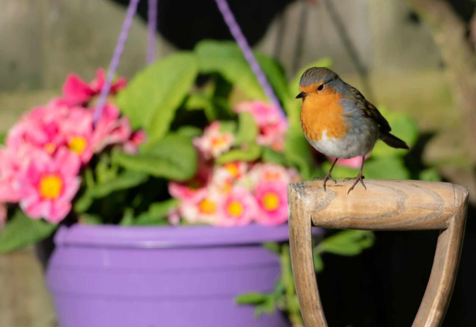 Canon EOS 7D Mark II + Canon EF 100-400mm F4.5-5.6L IS II USM sample photo. Robin redbreast perched on photography