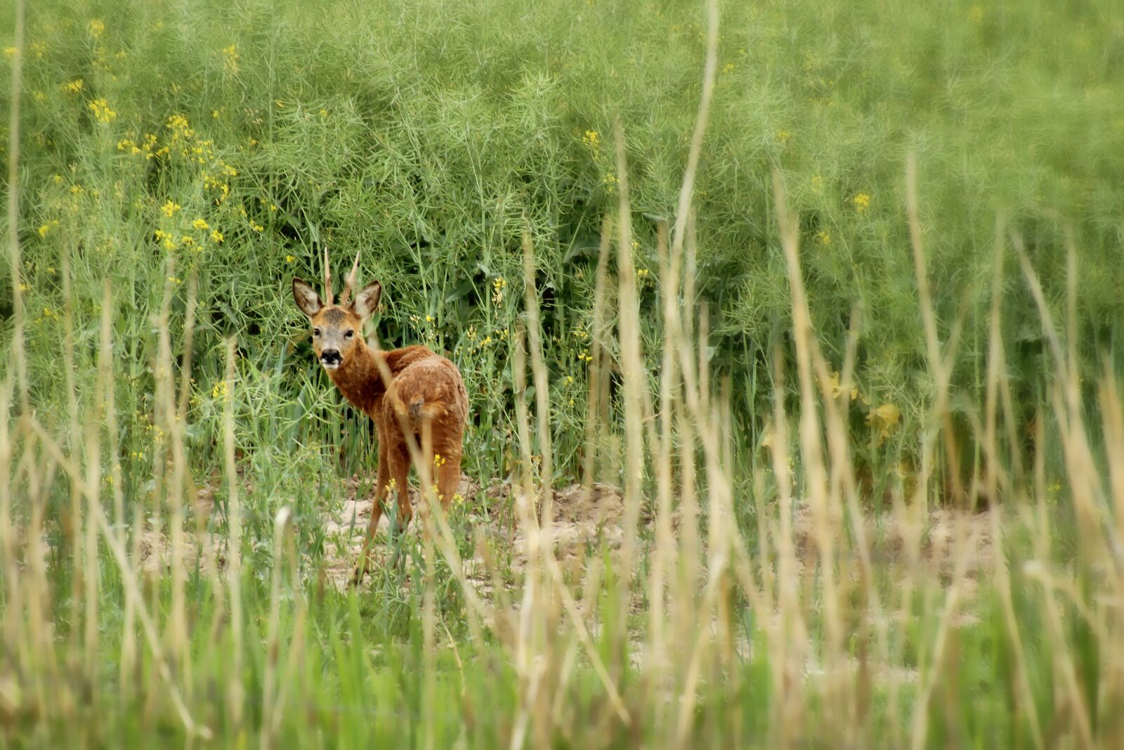 Canon EOS 1300D (EOS Rebel T6 / EOS Kiss X80) + Tamron 18-400mm F3.5-6.3 Di II VC HLD sample photo. Roe deer, wild, nature photography