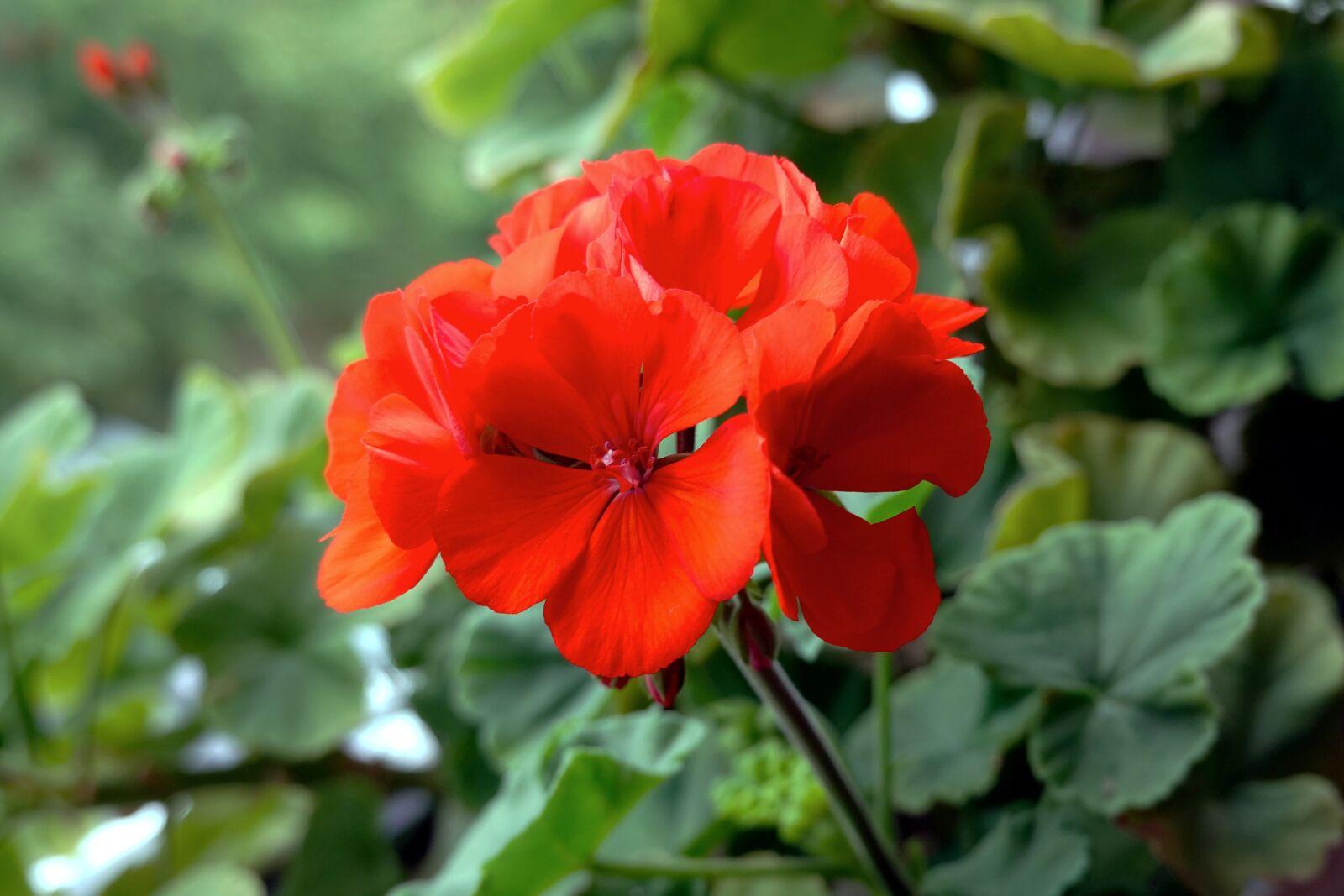 Sony Cyber-shot DSC-RX100 VI sample photo. Flower, red, green photography