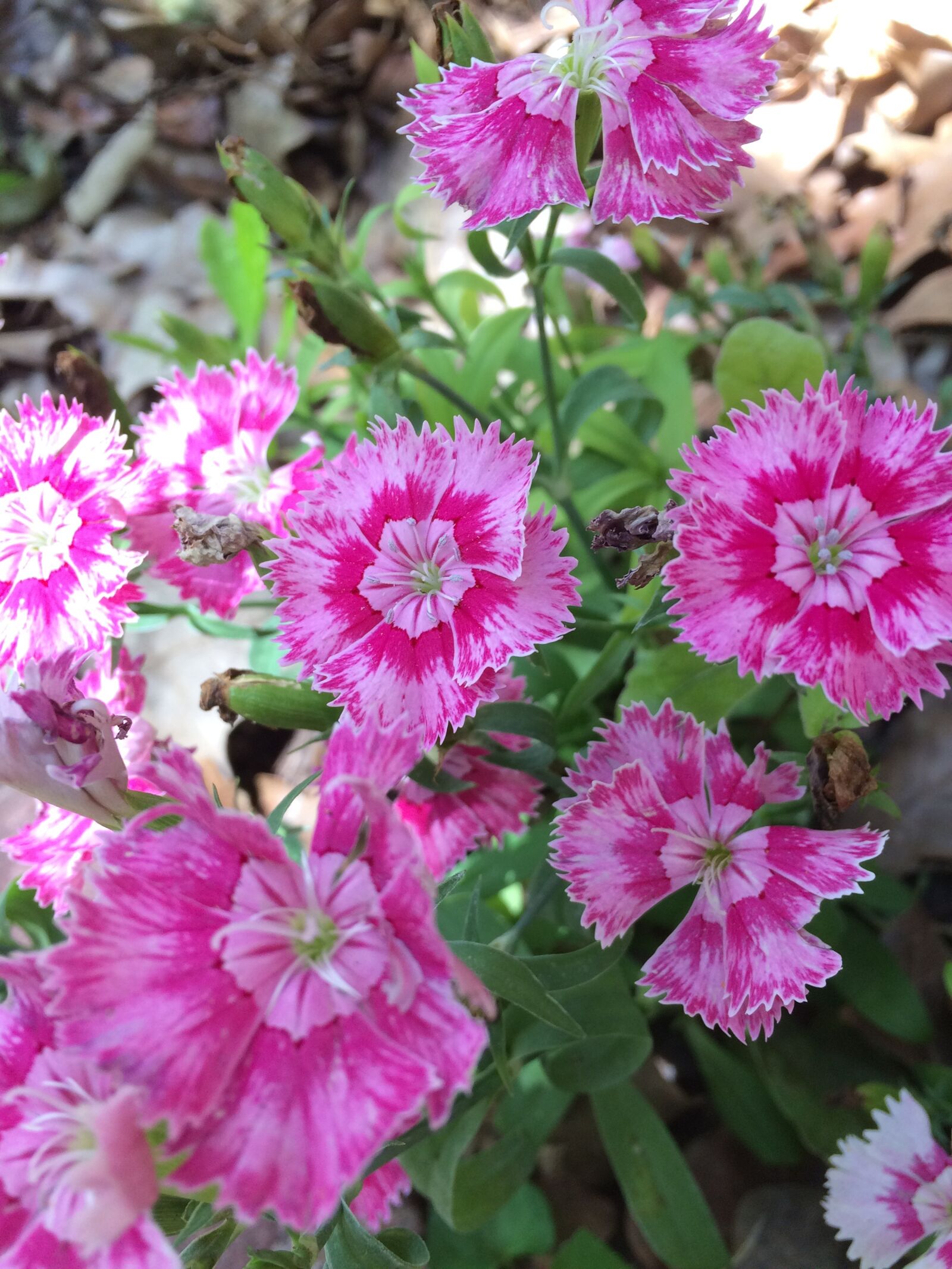 iPhone 5s back camera 4.15mm f/2.2 sample photo. Sweet william, flowers, spring photography
