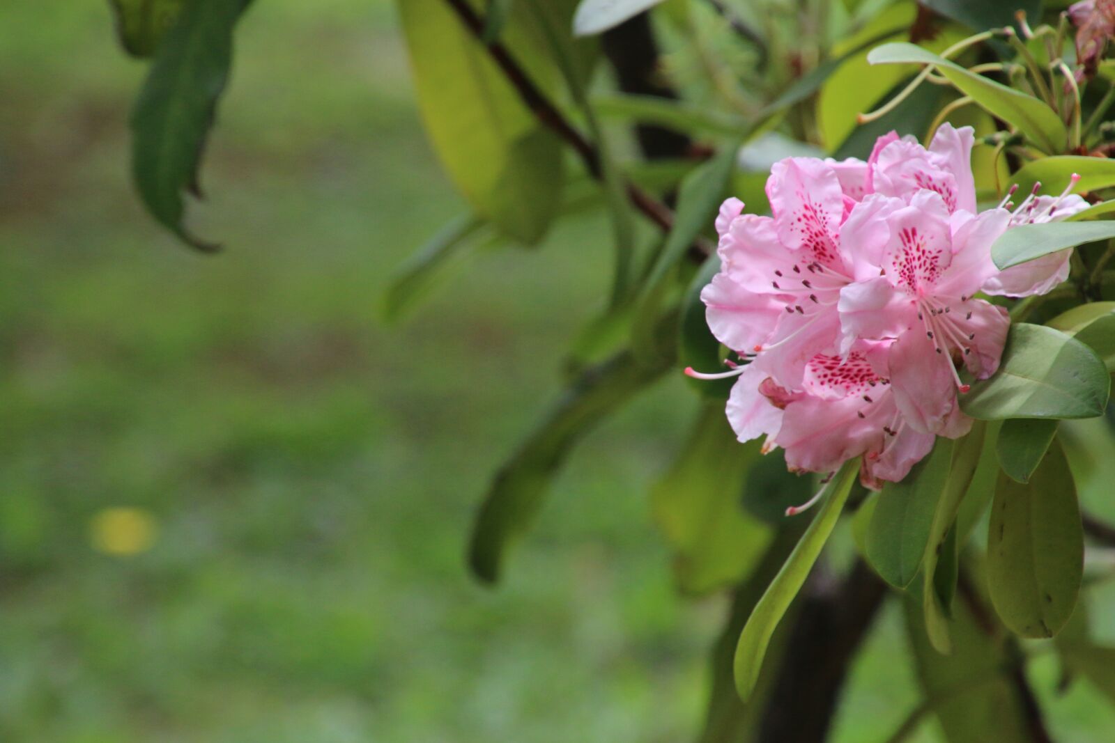 Canon EOS 70D sample photo. Blossom, bloom, pink photography