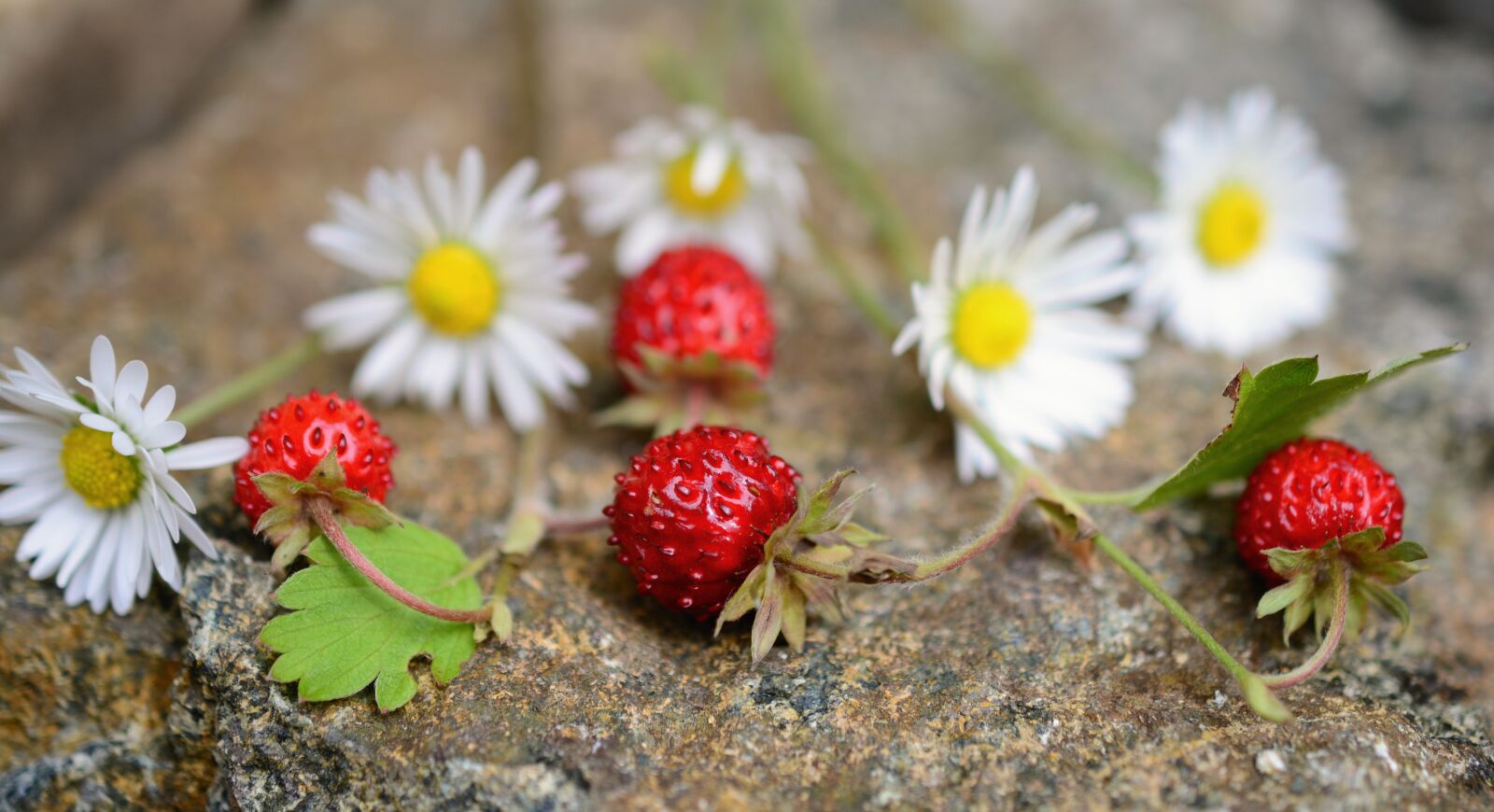 Nikon D5200 sample photo. Wild strawberries, strawberries, fruit photography