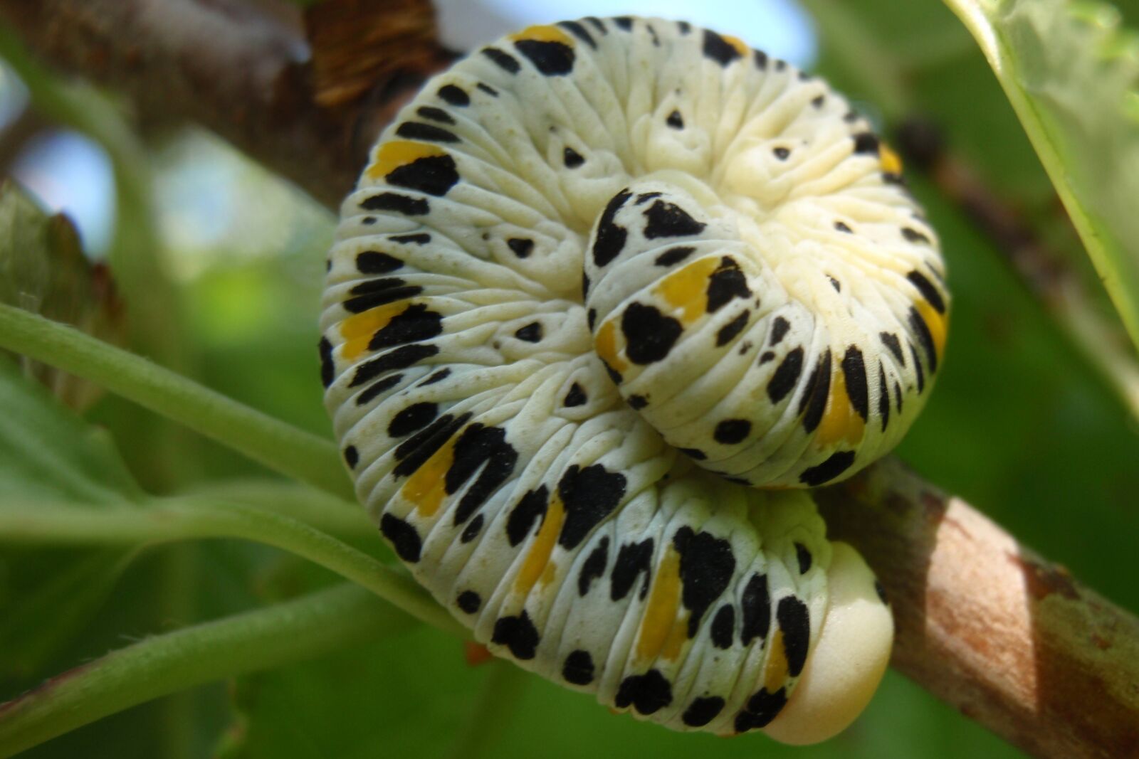 Olympus u9000,S9000 sample photo. Caterpillar, butterfly, colors photography