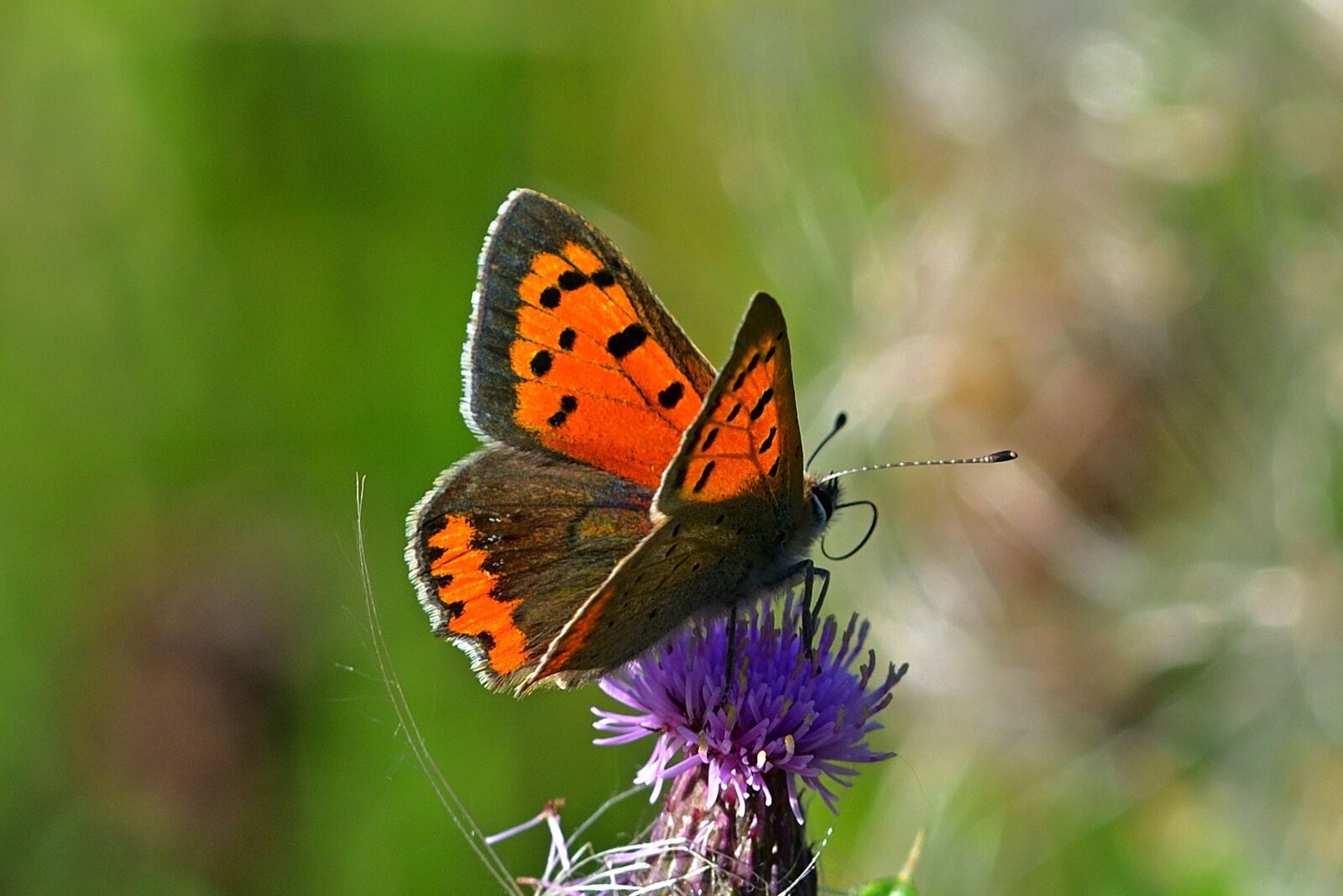 Nikon D5200 sample photo. Butterfly, fire falter, common photography