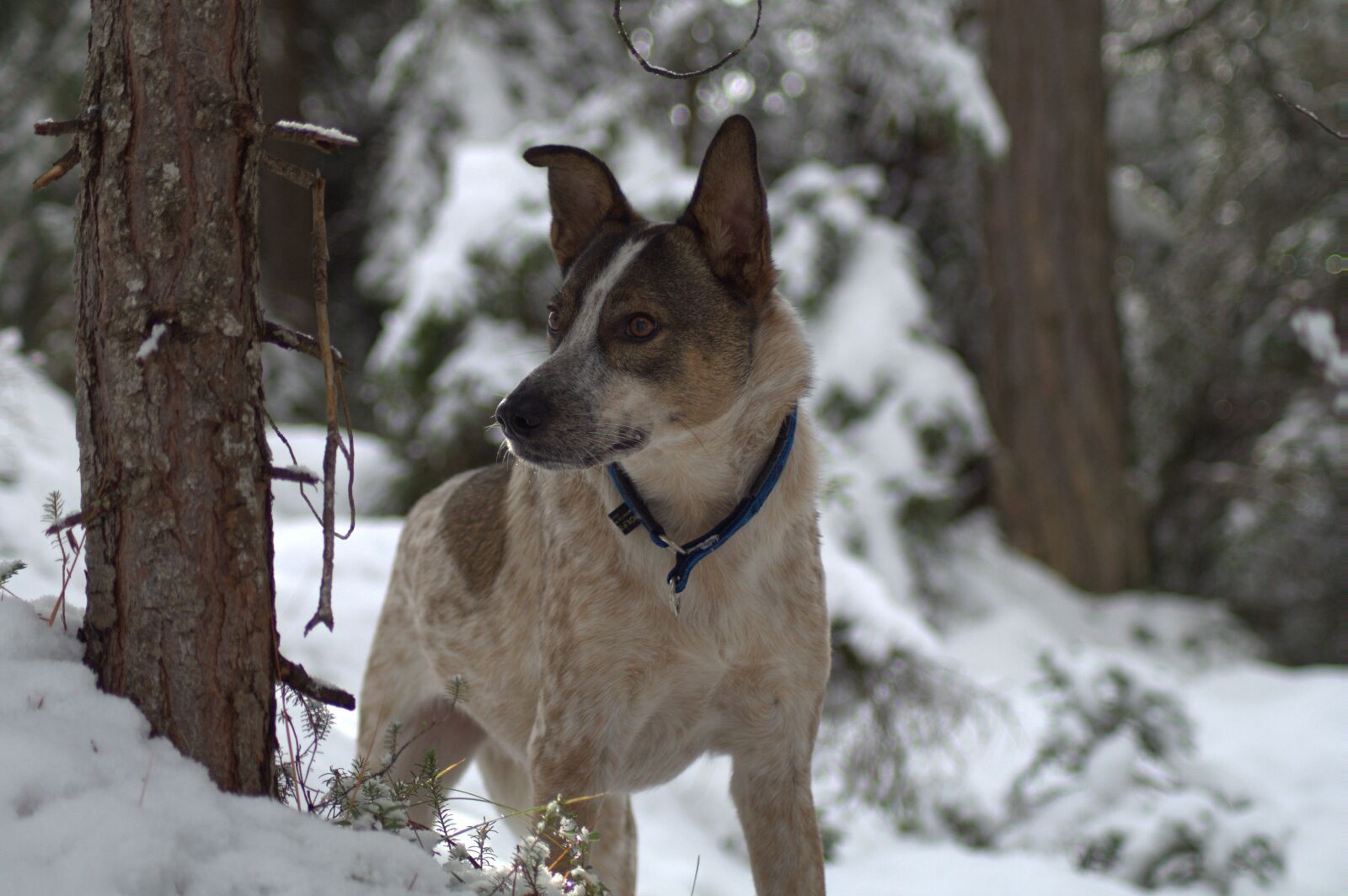 Sony SLT-A58 sample photo. Dog, snow, forest photography