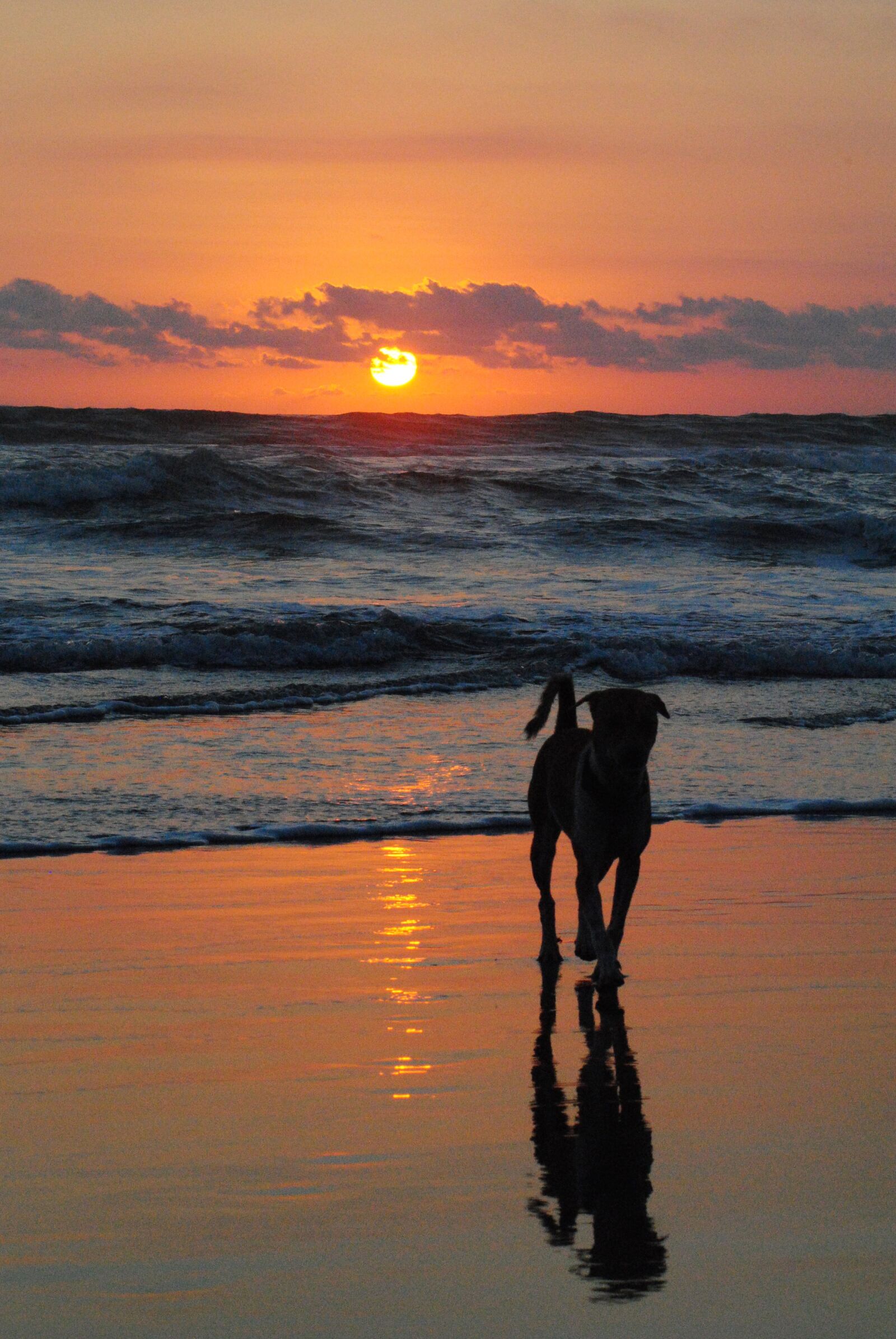 Nikon D3000 sample photo. Beach, dog, sunset photography
