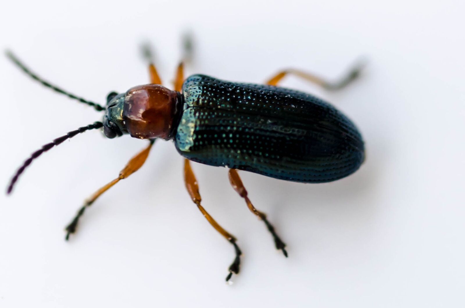 Nikon D7000 sample photo. Beetle, fly, insect photography