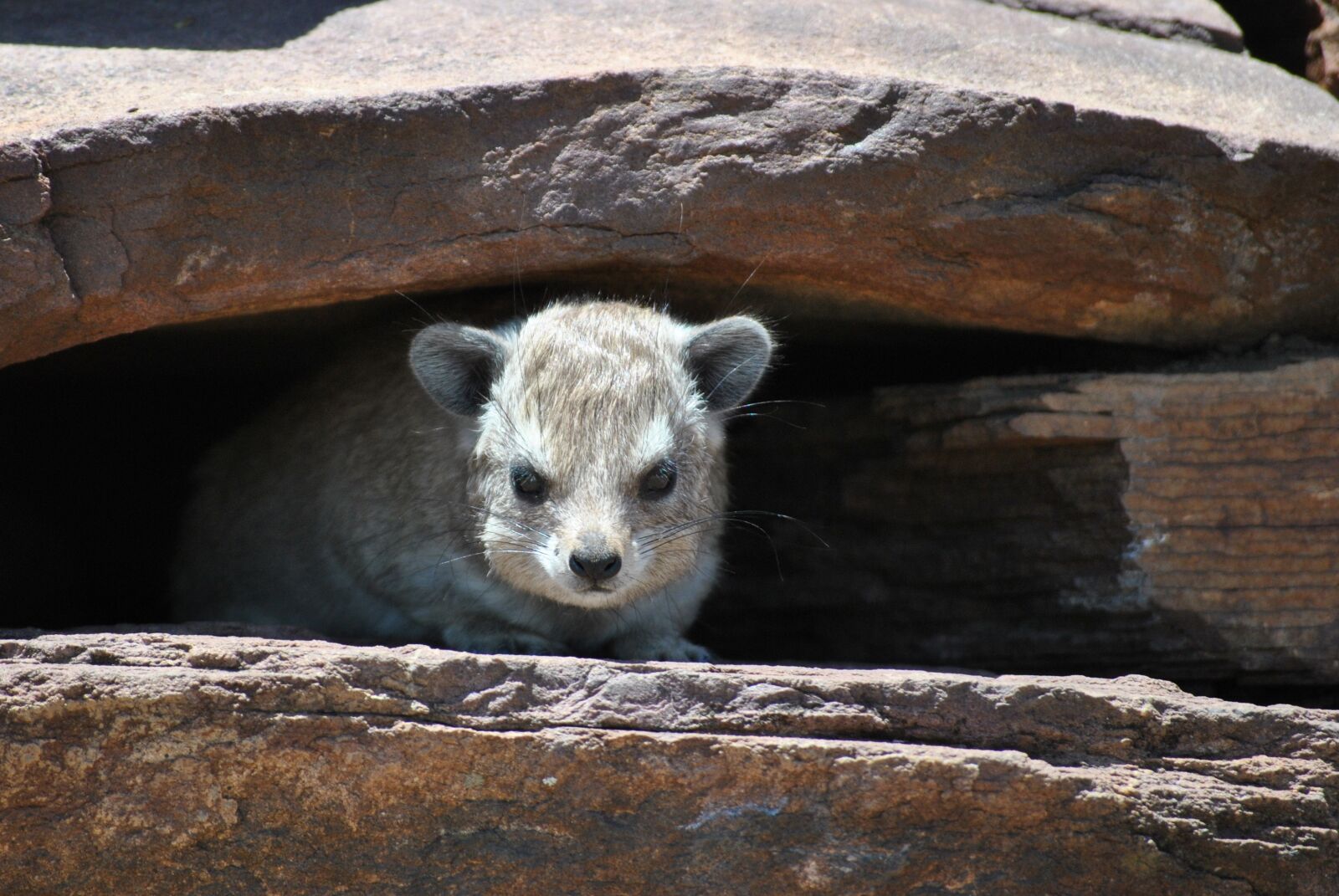 Nikon D3000 sample photo. Marmot, stones, cave photography