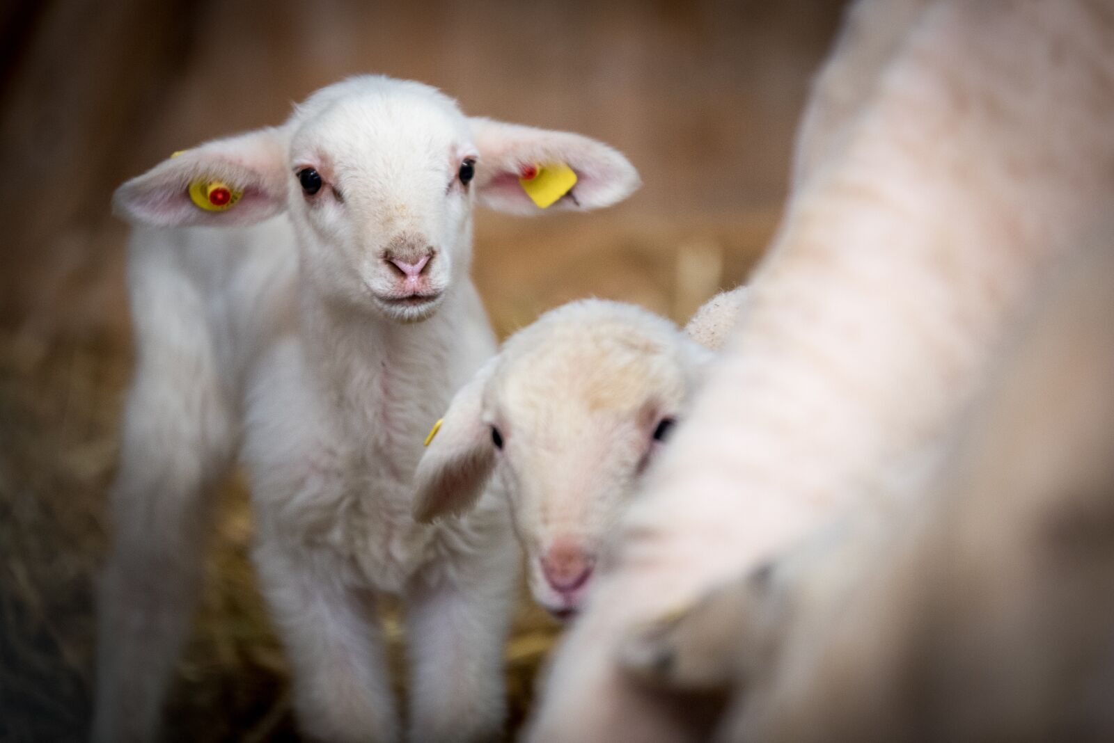 Nikon D750 sample photo. Sheep, livestock, wool photography