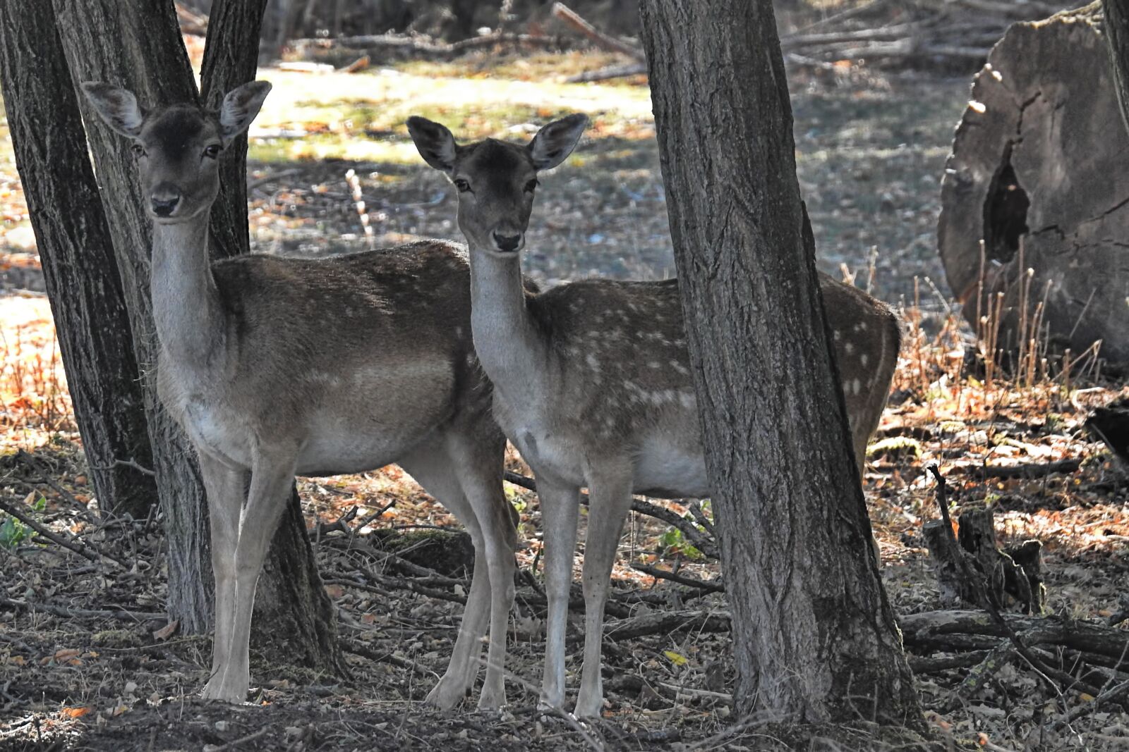 Nikon Coolpix P900 sample photo. Deer, fallow deer, forest photography