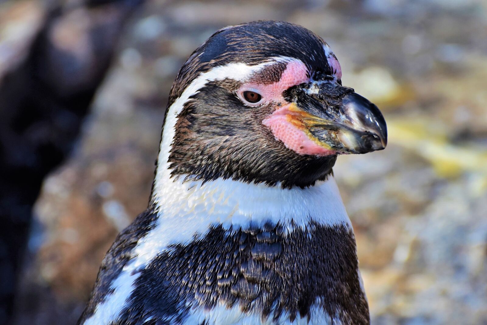 Nikon D7200 sample photo. Penguin, bird, water bird photography