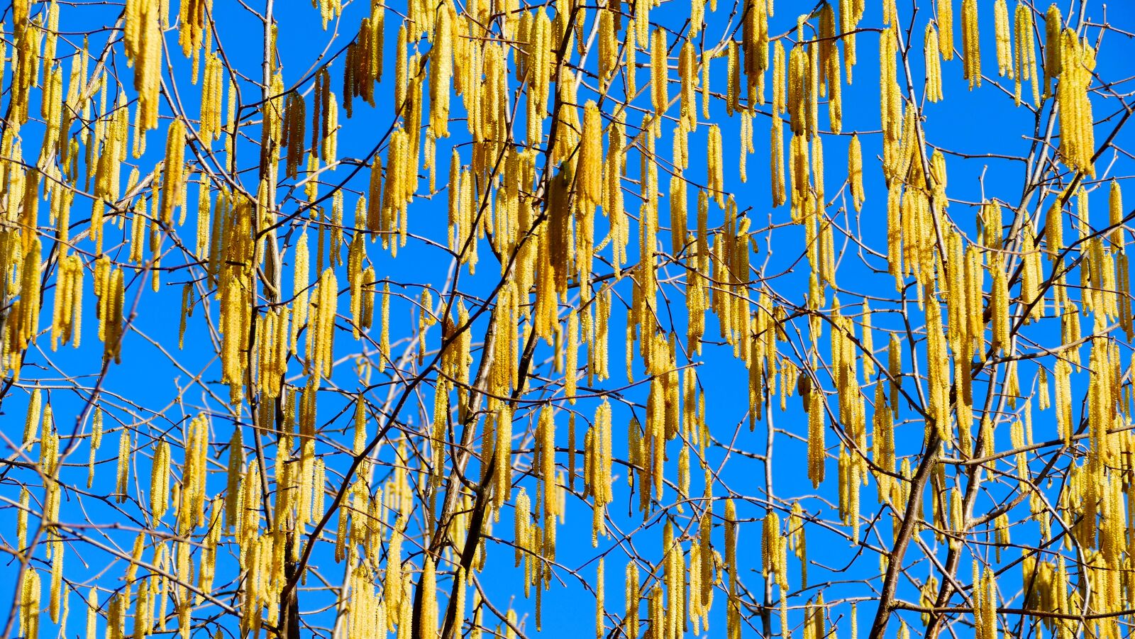 Panasonic Lumix DMC-FZ1000 sample photo. Landscape, nature, tree photography