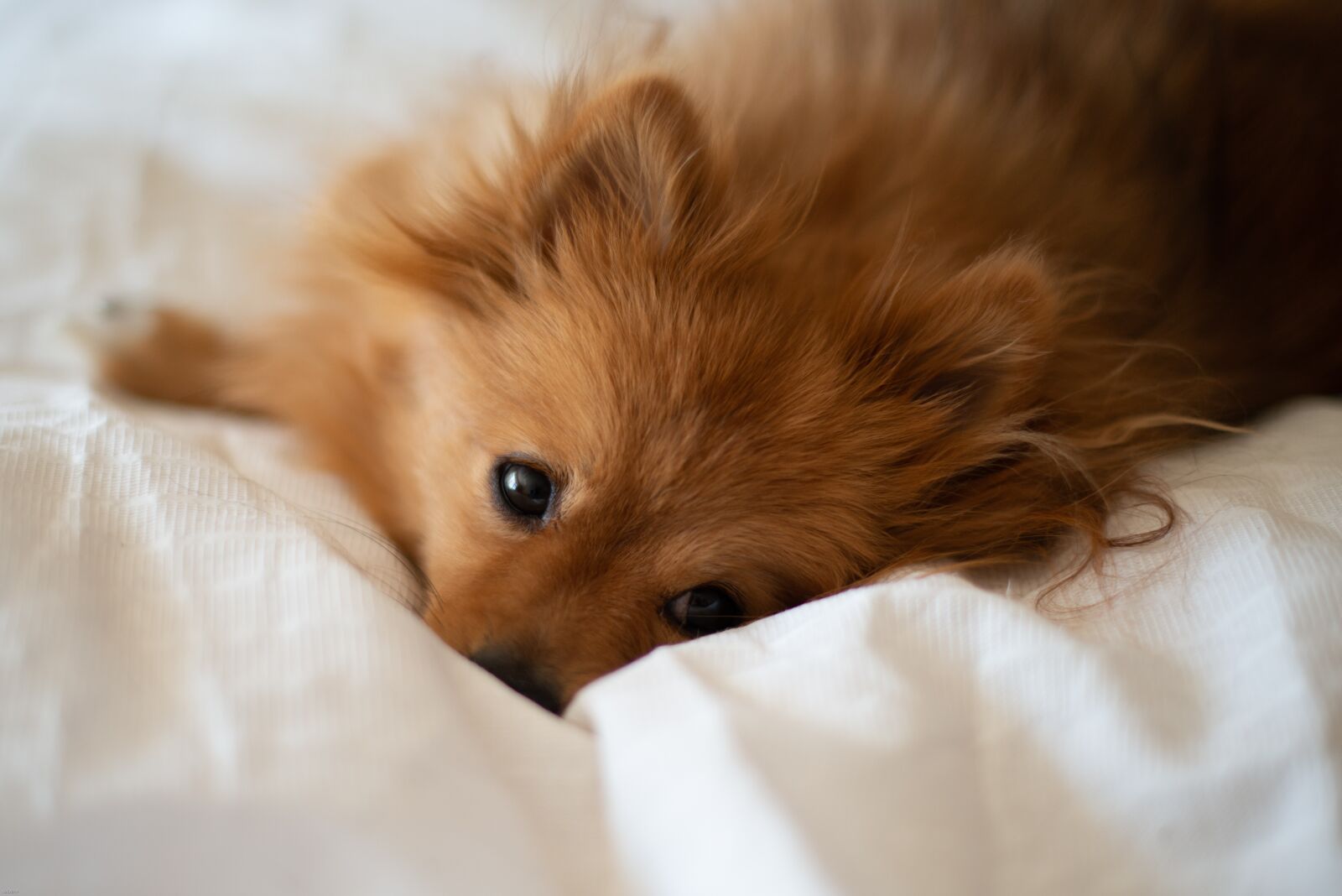 Nikon D800 sample photo. Dog, pomeranian, pet photography