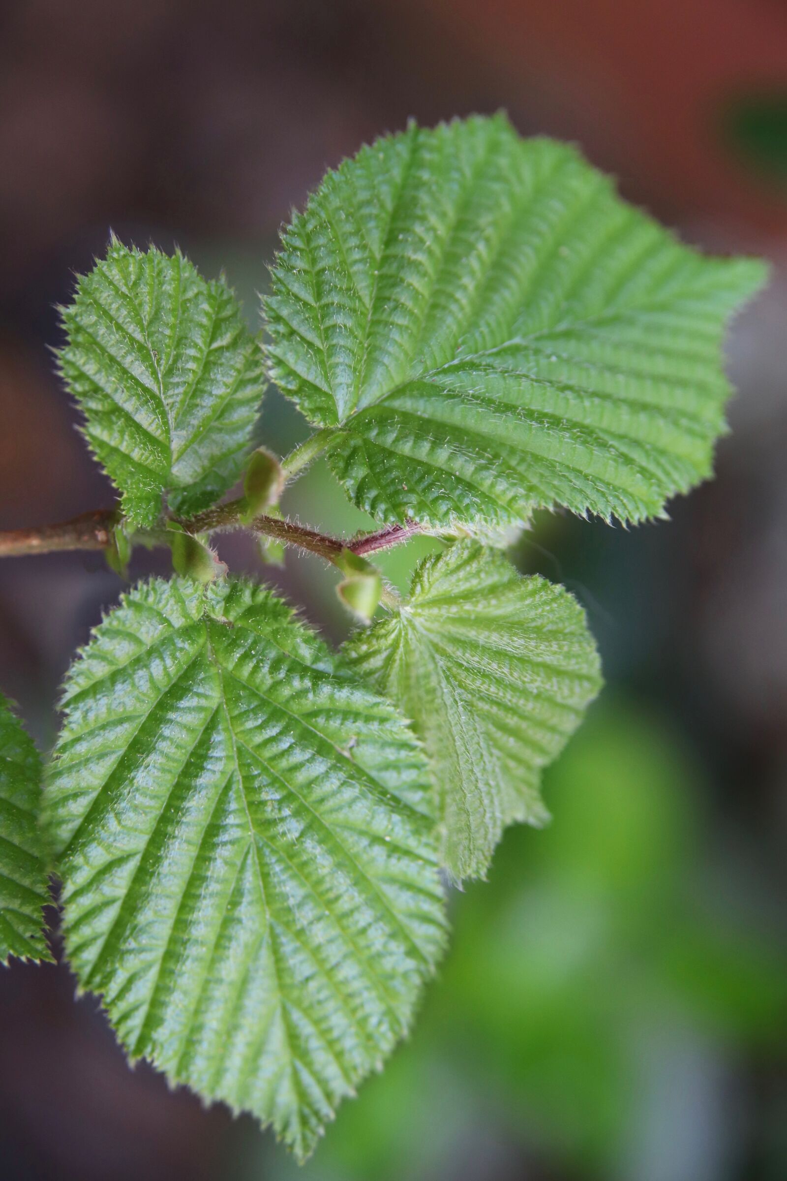 Canon EOS 800D (EOS Rebel T7i / EOS Kiss X9i) sample photo. Leaves, hazelnut, hazel leaves photography