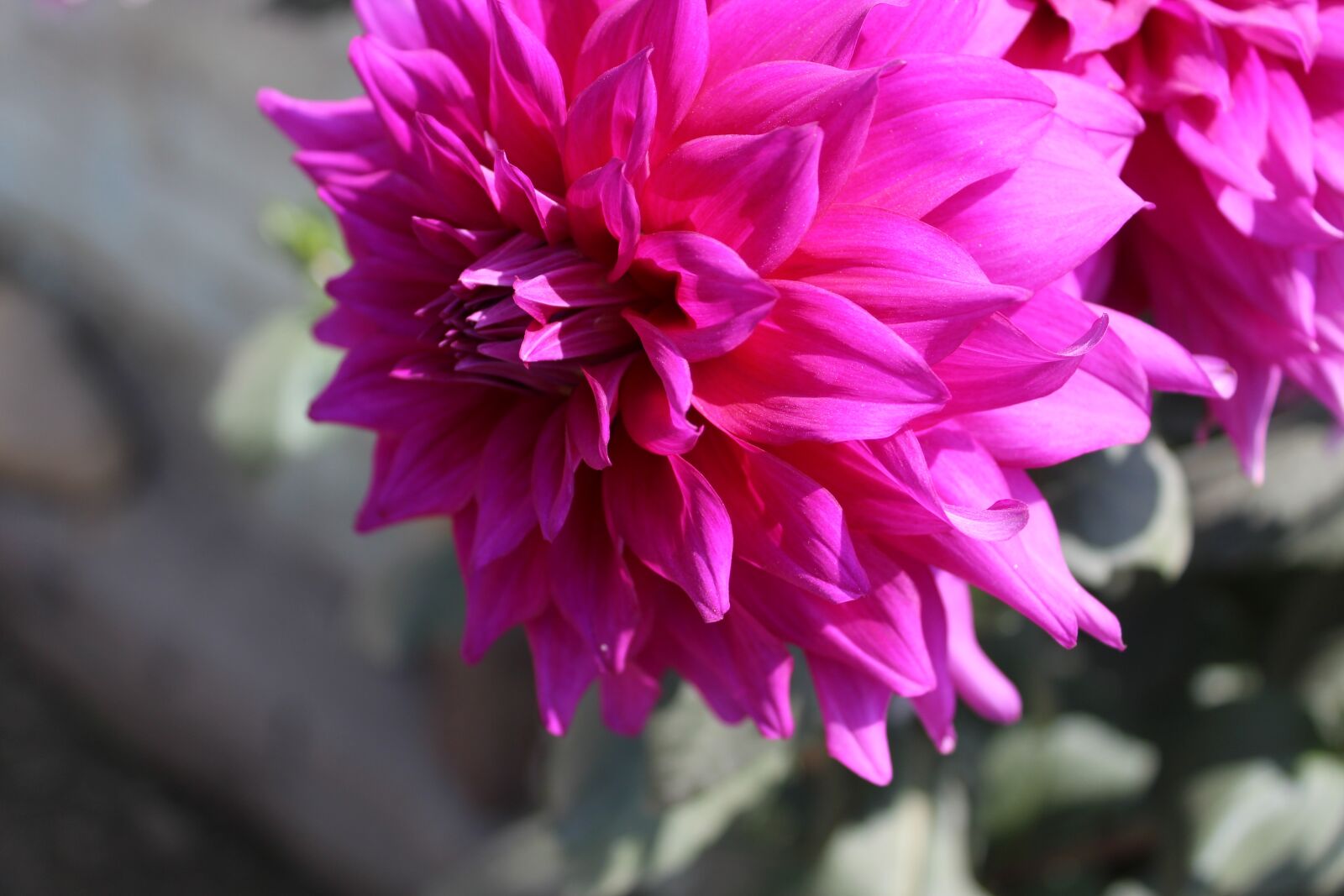 Canon EOS 1300D (EOS Rebel T6 / EOS Kiss X80) sample photo. Flower, flora, nature photography