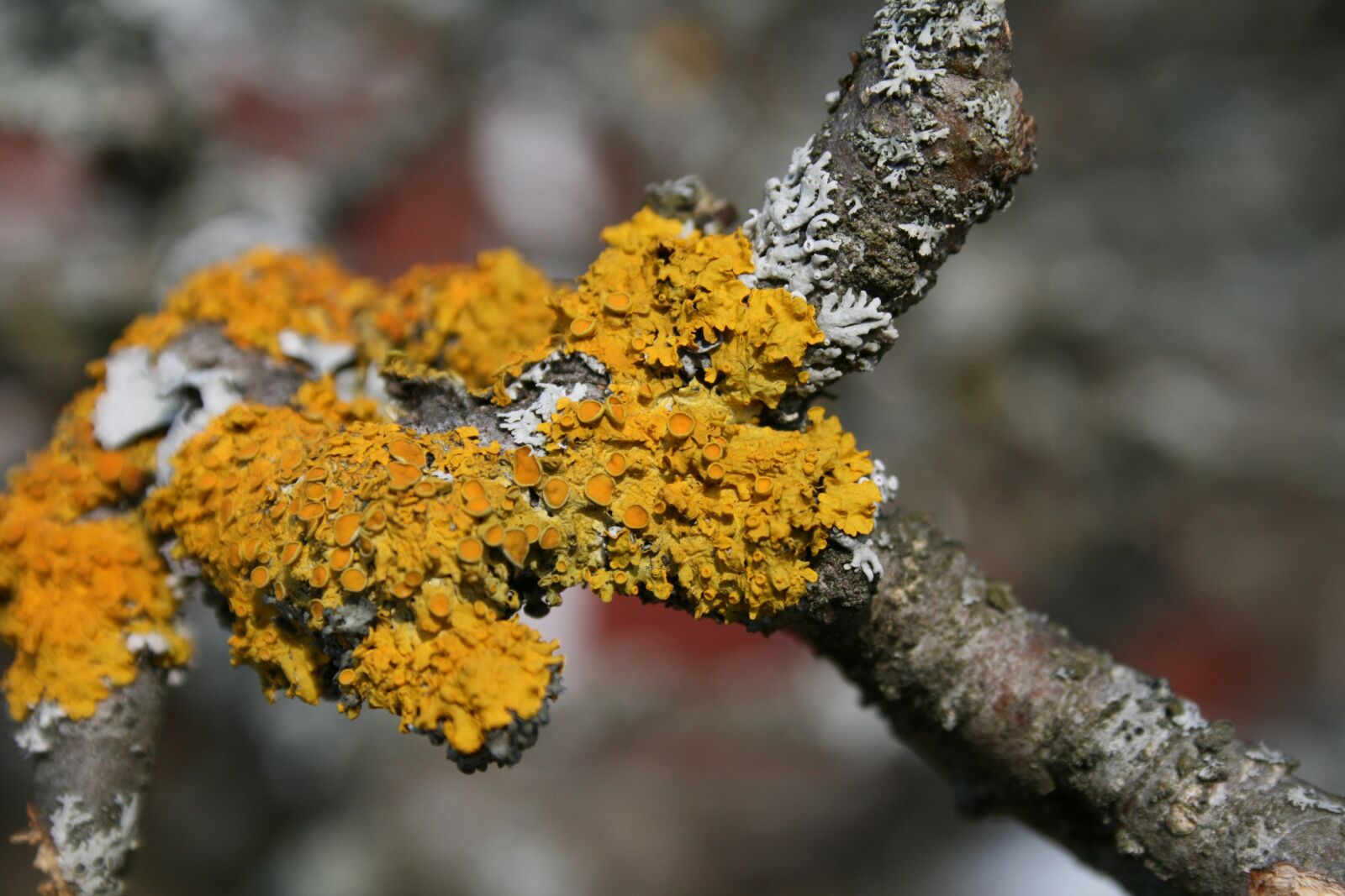 Canon EOS 400D (EOS Digital Rebel XTi / EOS Kiss Digital X) sample photo. Lichen, plant, nature photography