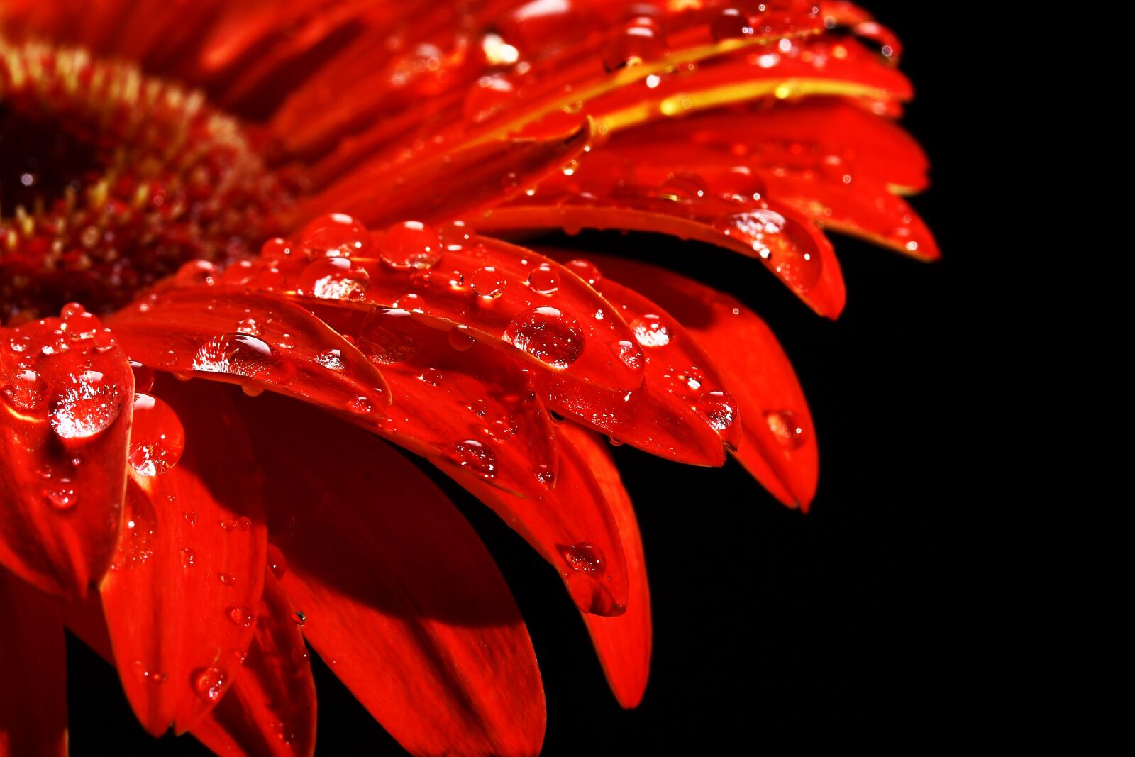Canon EOS 40D sample photo. Red, flower, drop photography
