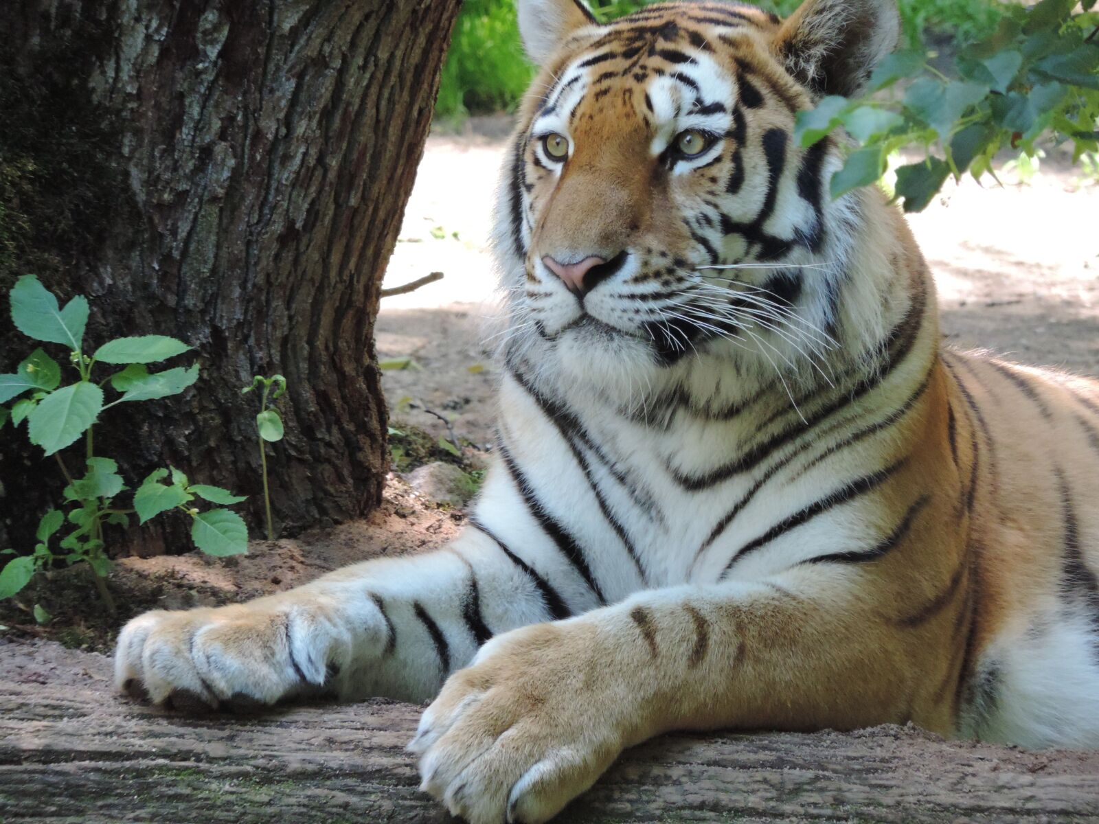 Nikon Coolpix P520 sample photo. Tiger, big cat, portrait photography