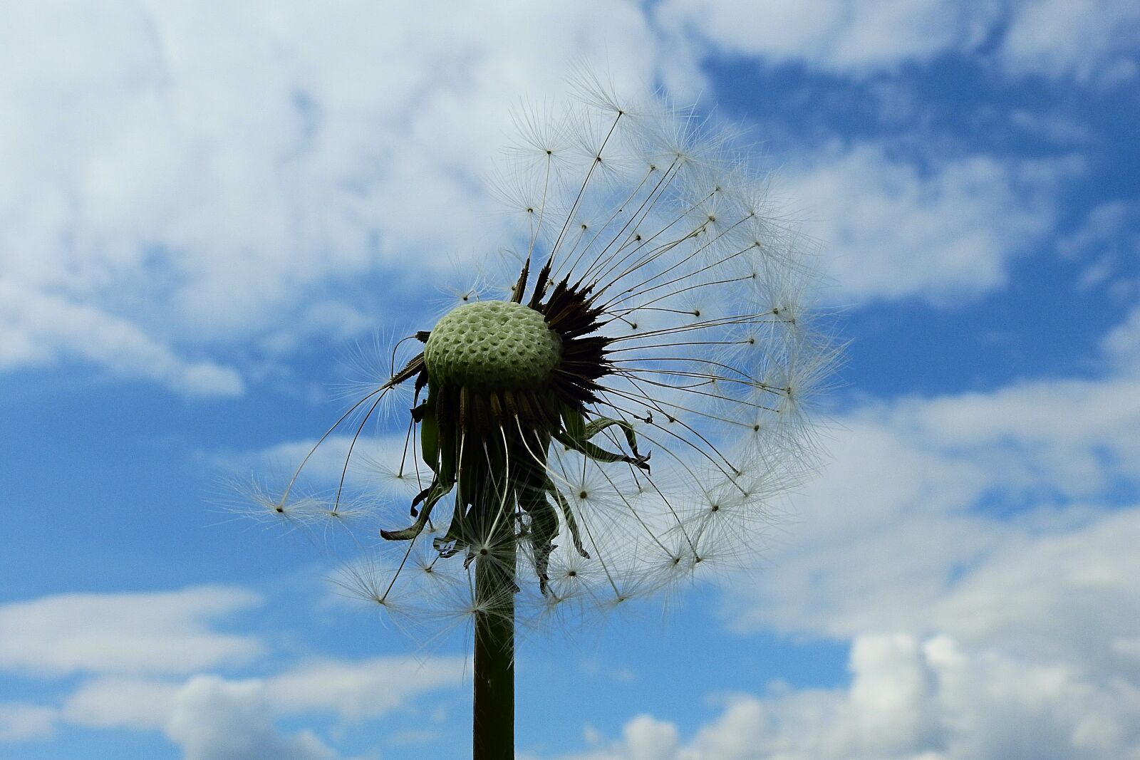 Nikon Coolpix P900 sample photo. Dandelion, sky, clouds photography