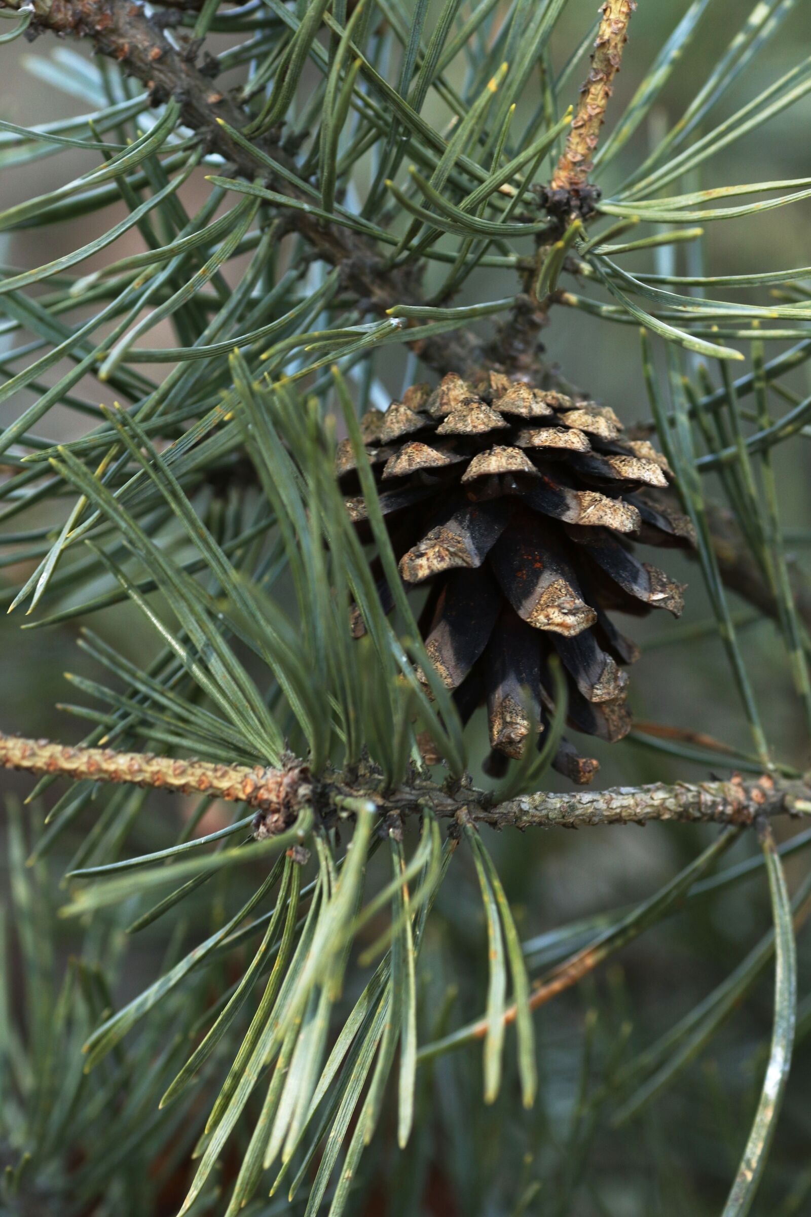 Canon EOS 7D Mark II + Canon EF 135mm F2L USM sample photo. Tree, needle, nature photography