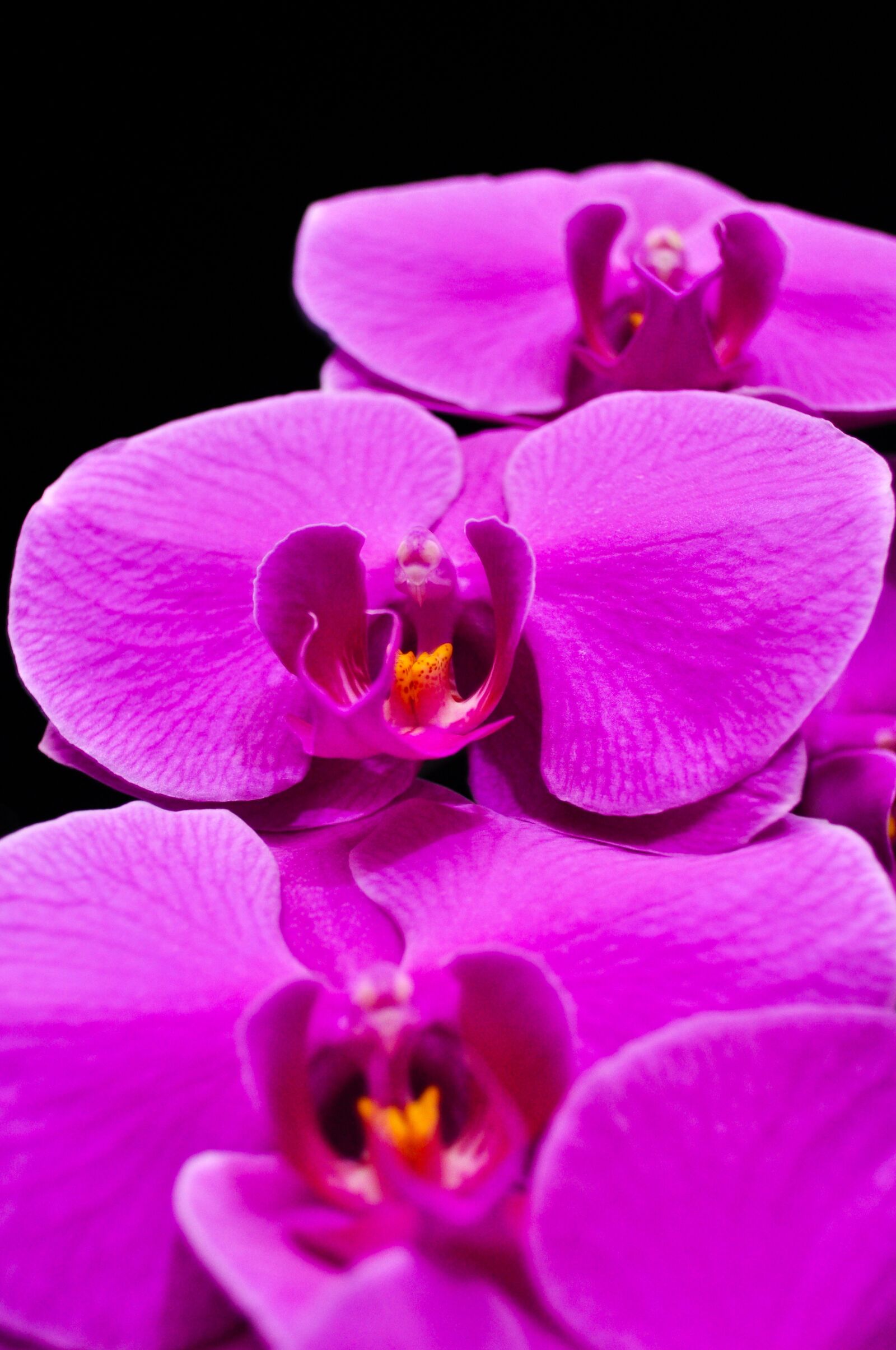 Nikon D5000 sample photo. Phalaenopsis, orquidea, orchid photography