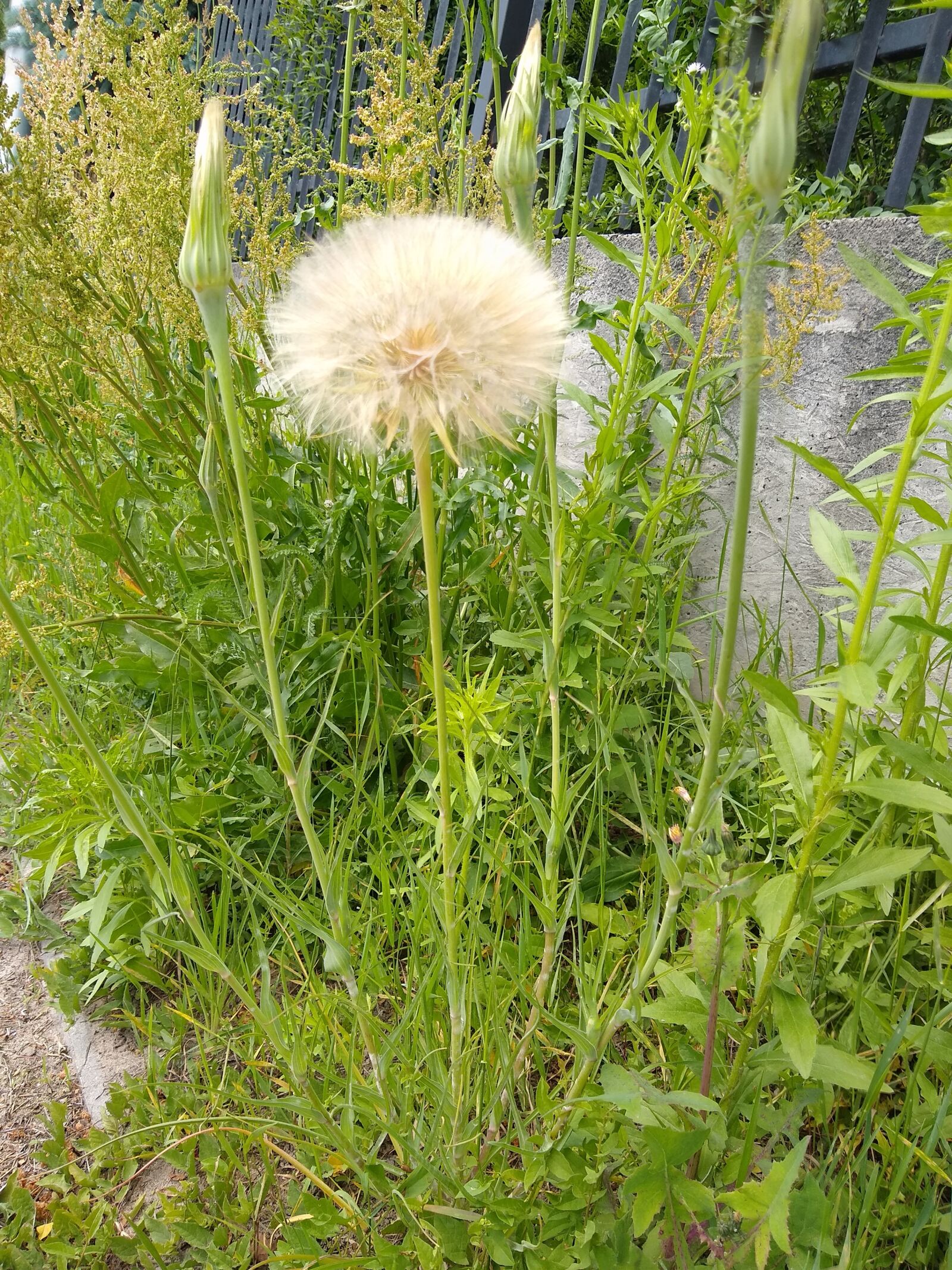 Motorola moto g(8) plus sample photo. Dandelions, spacer, garden photography
