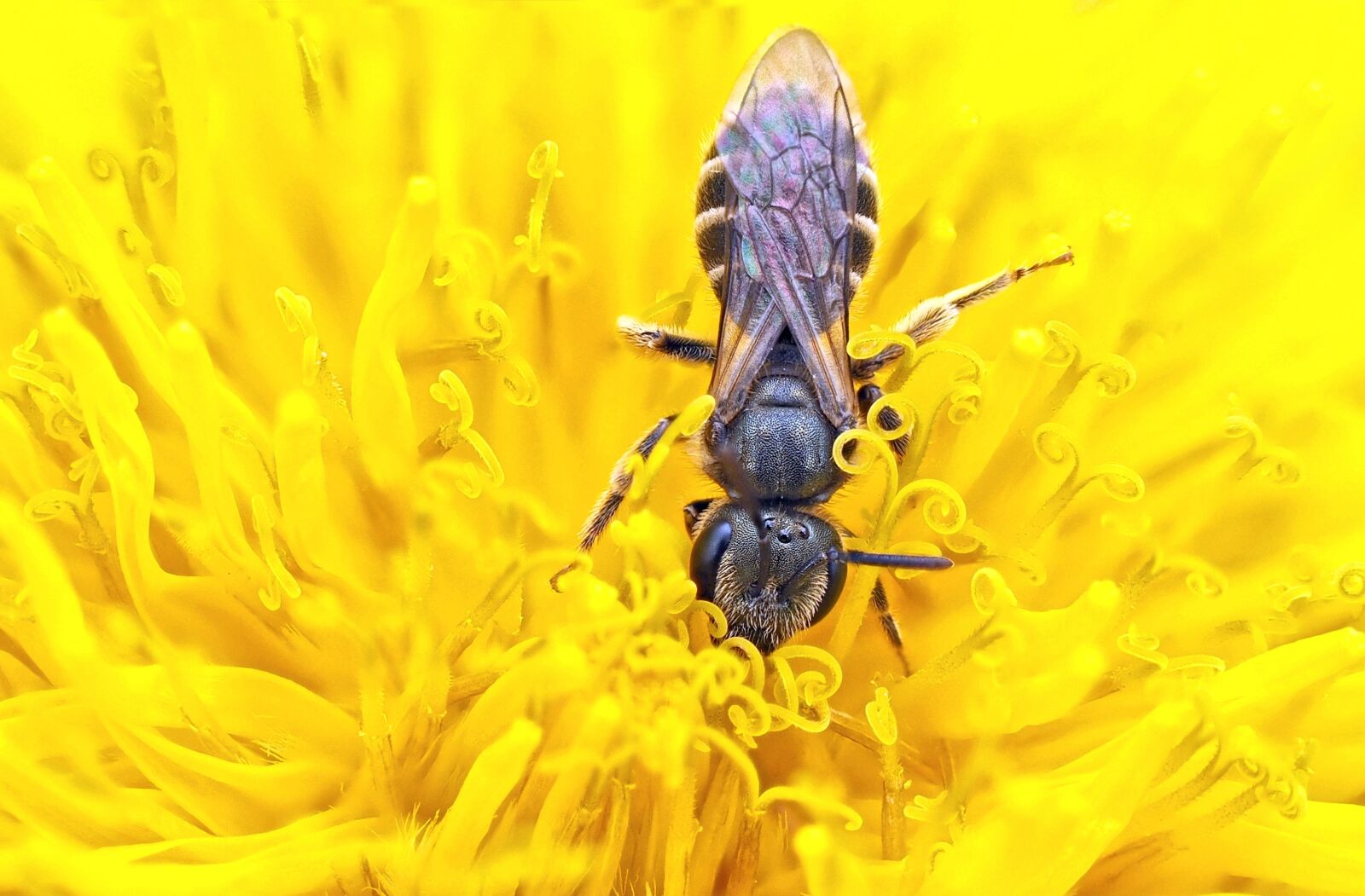 Olympus M.Zuiko Digital ED 60mm F2.8 Macro sample photo. Wild bee, sandy bee photography