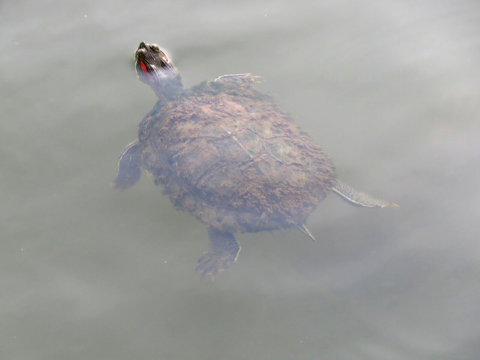Canon PowerShot SX60 HS sample photo. Tortoise, swimming, floating photography