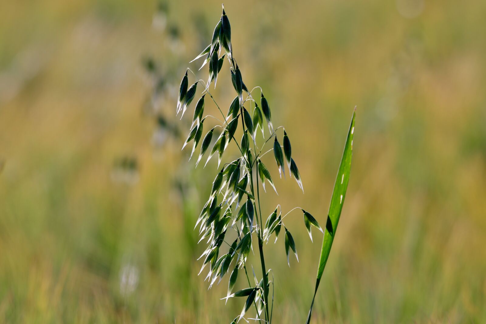 Nikon D500 sample photo. Oats, seeds, food photography