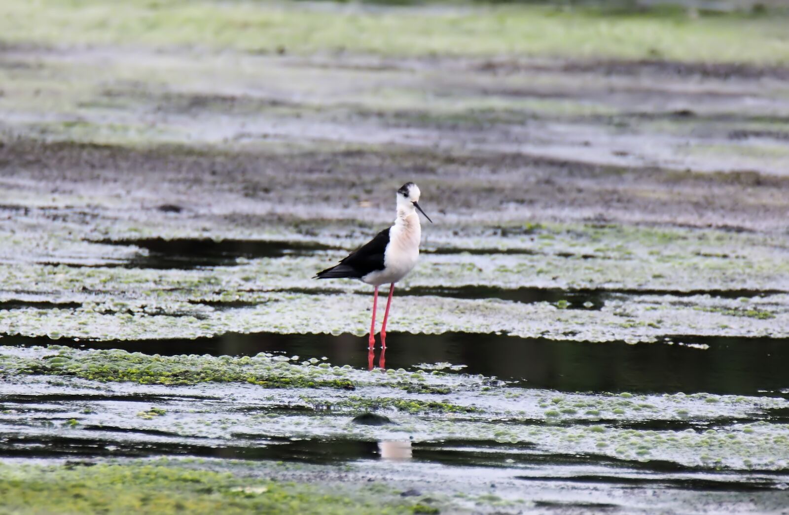 Olympus OM-D E-M1 sample photo. Water, bird, nature photography