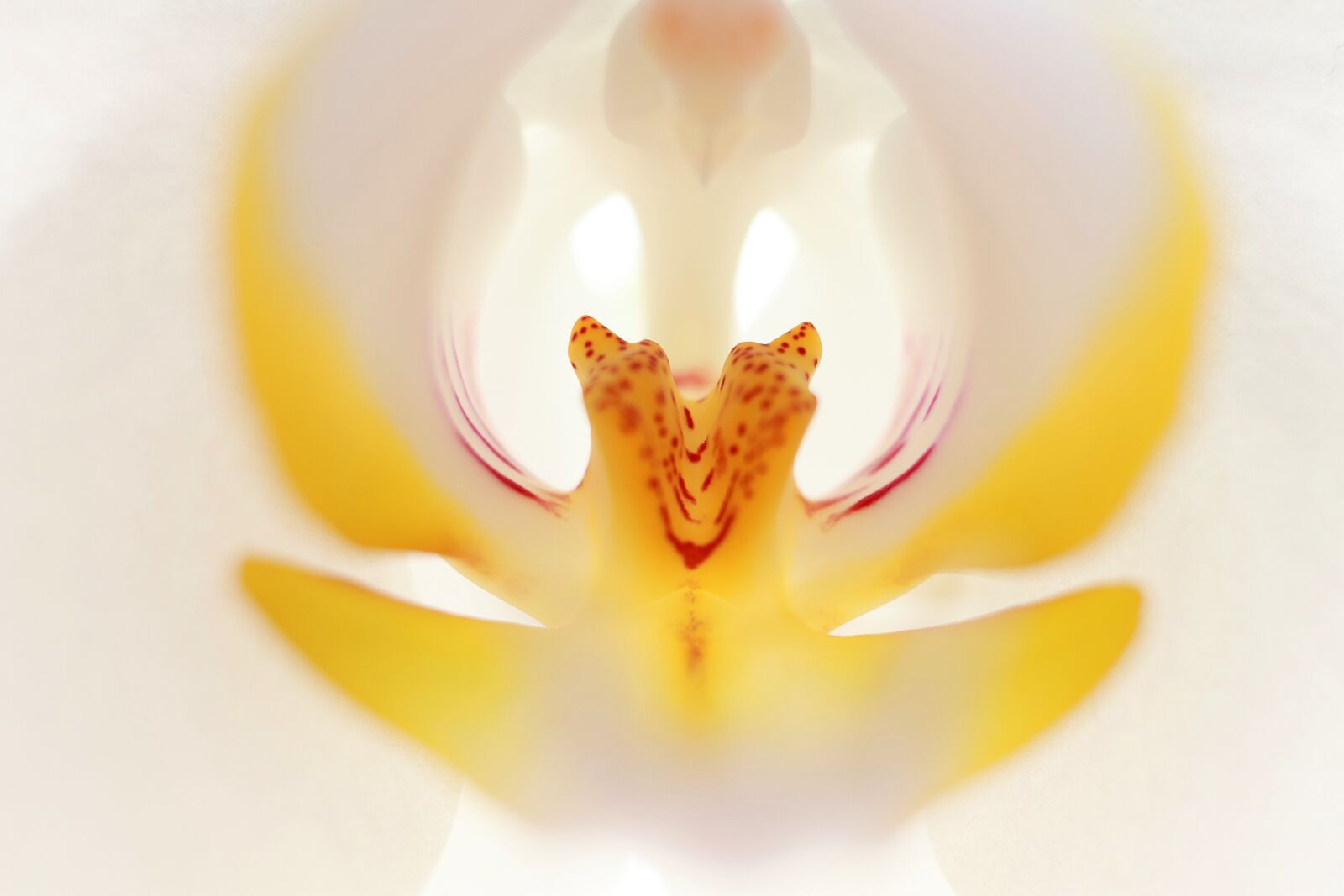 Canon EOS 200D (EOS Rebel SL2 / EOS Kiss X9) sample photo. Flower, orchid, orchids photography