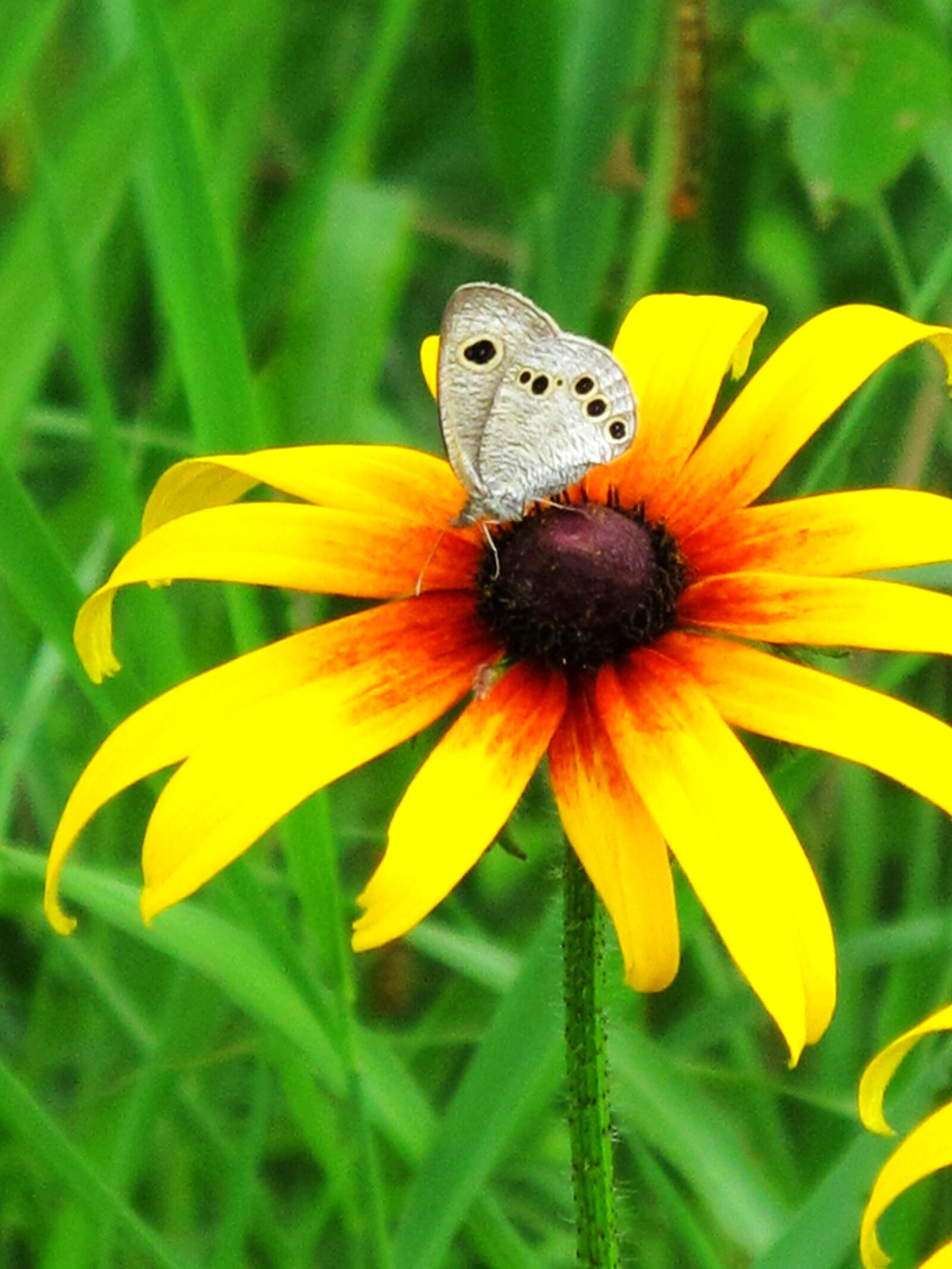 Canon PowerShot G11 sample photo. Butterfly, insect, flower photography