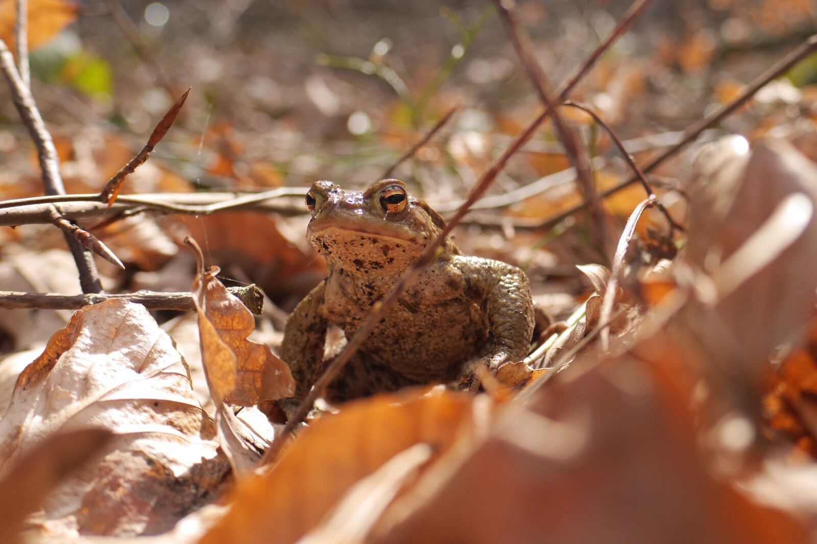 Panasonic Lumix DMC-GH3 sample photo. Common toad, toad, amphibians photography