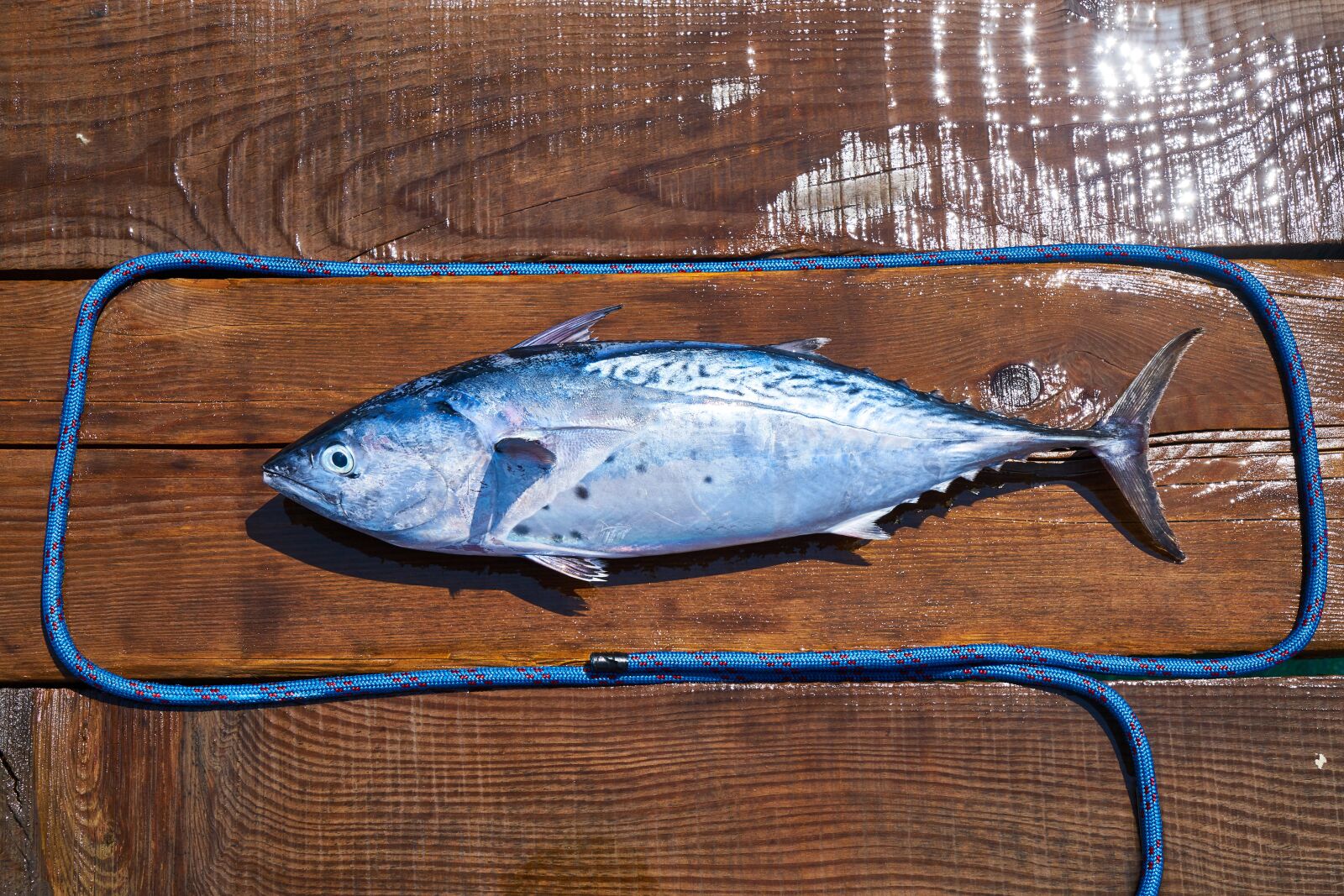 Sony a7R II sample photo. Fish, food, omega photography