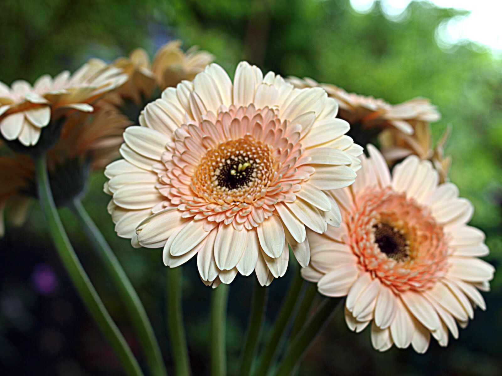Olympus E-520 (EVOLT E-520) sample photo. Nature, flora, flower photography
