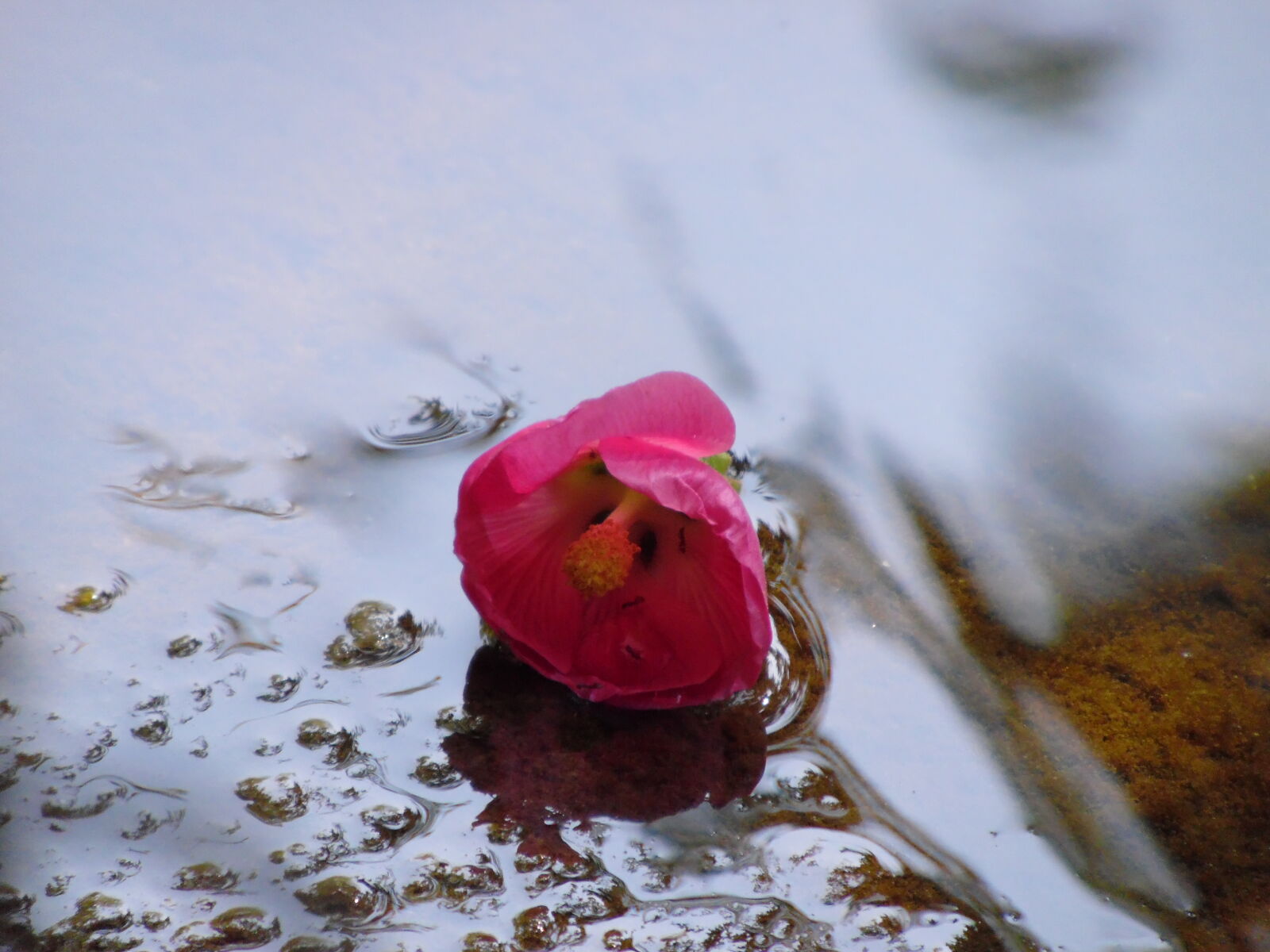 Samsung WB1100F/WB1101F/WB1102F sample photo