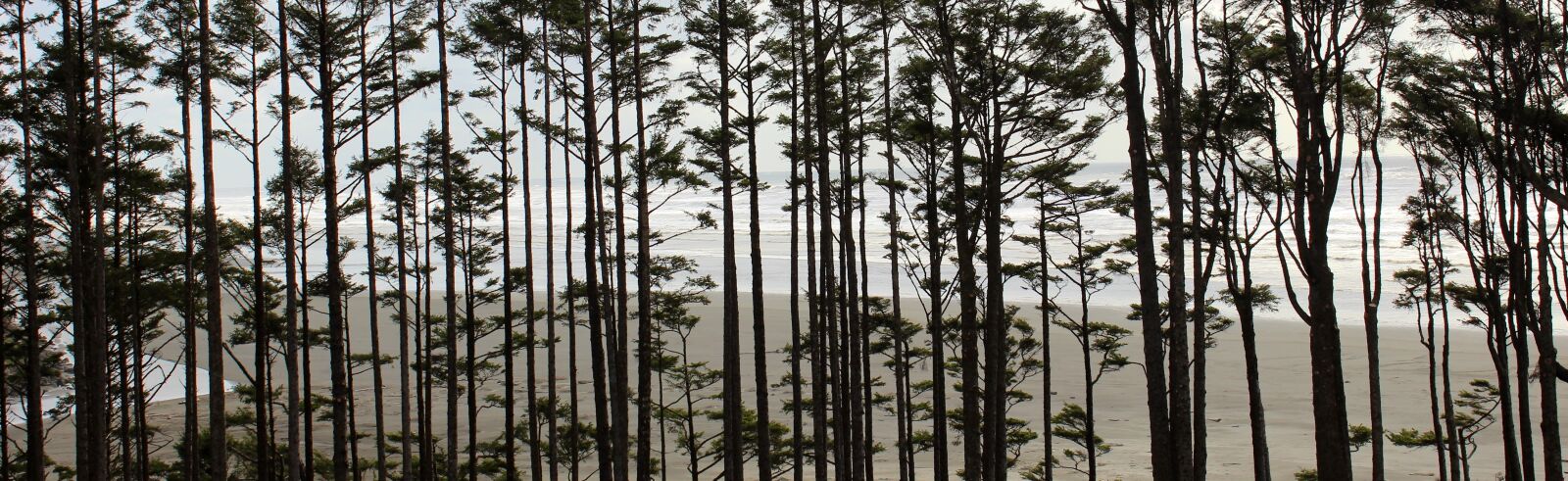 Canon EOS 600D (Rebel EOS T3i / EOS Kiss X5) sample photo. Trees, washington coast, pacific photography
