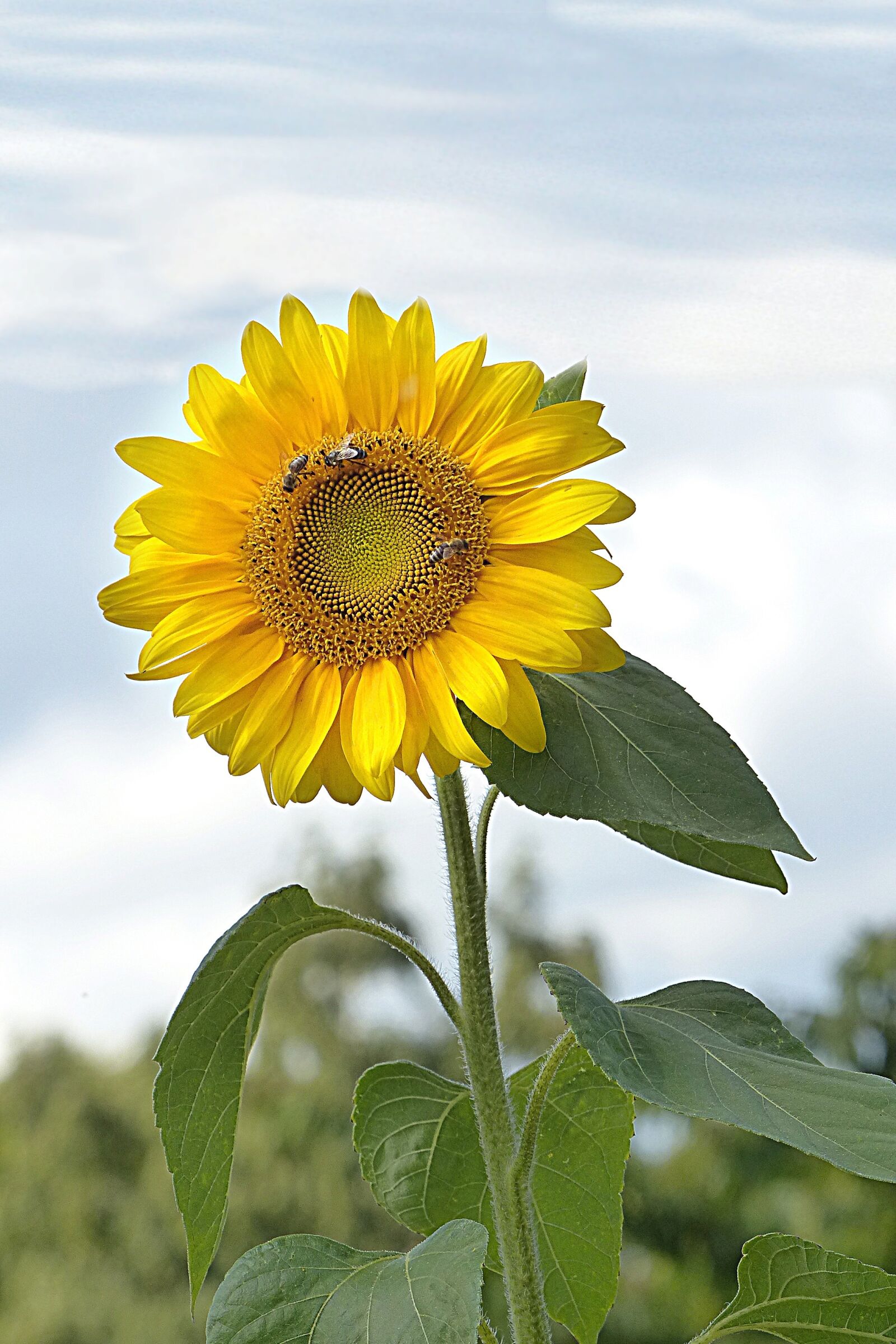 Panasonic Lumix DMC-FZ200 sample photo. Flower, sunflower, helianthus annuus photography