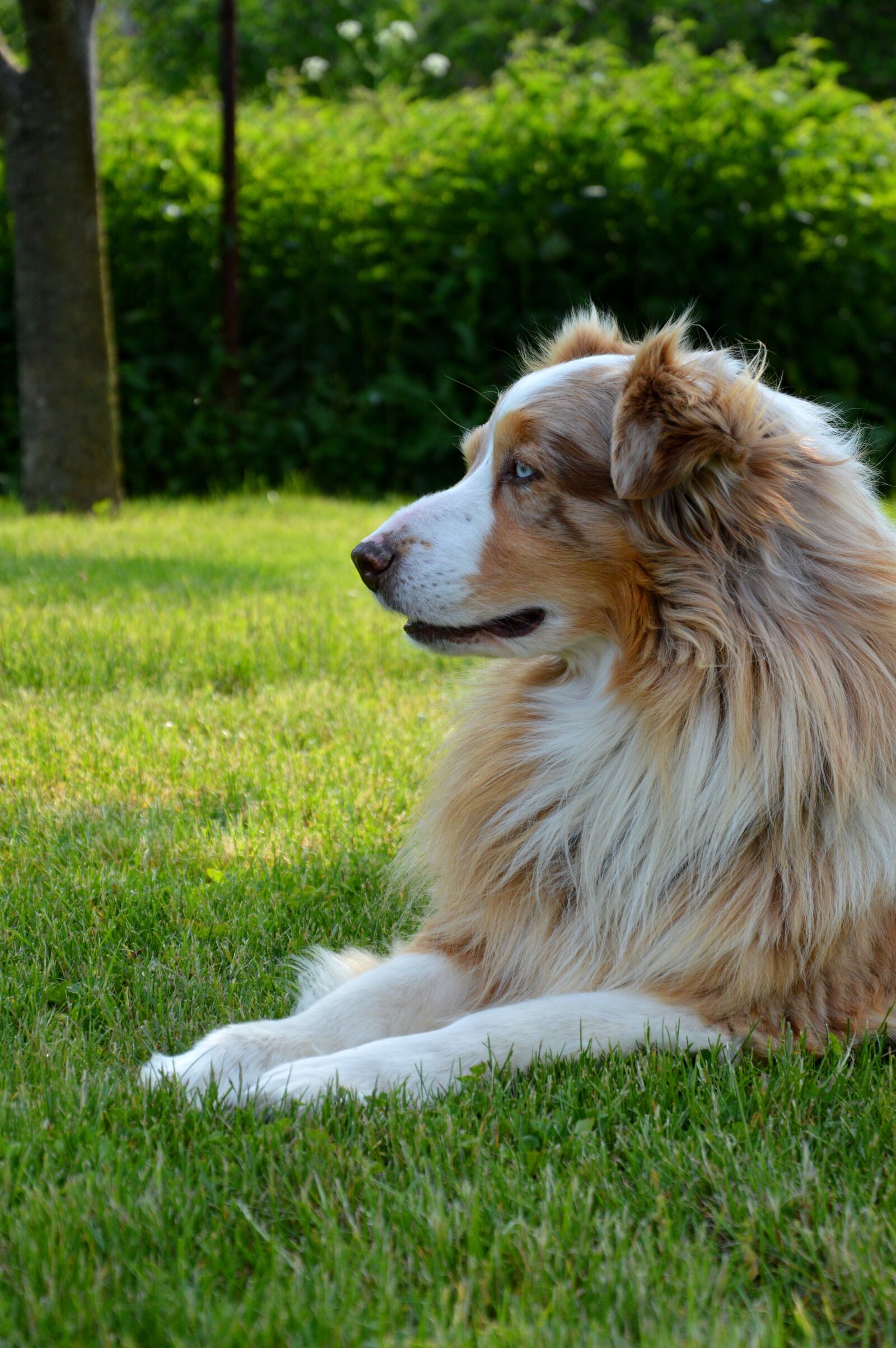 Nikon D3200 sample photo. Dog, australian shepherd, canine photography