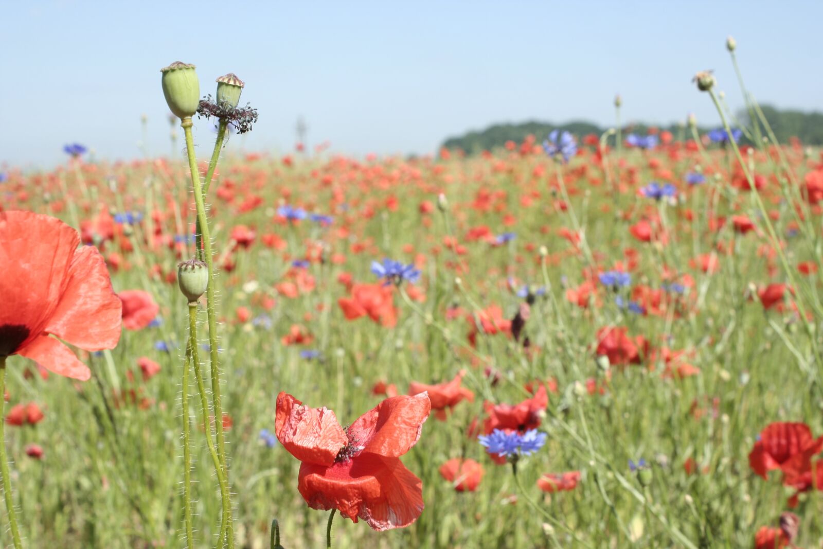 Canon EOS 350D (EOS Digital Rebel XT / EOS Kiss Digital N) sample photo. Poppy, field, meadow photography