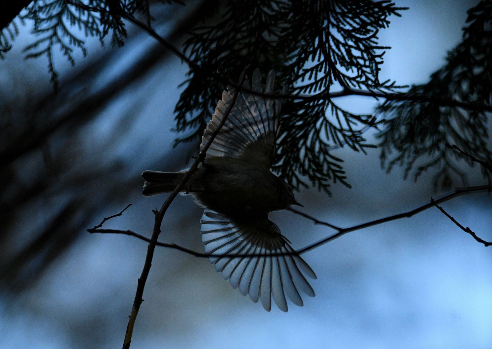 Nikon D850 sample photo. Little bird, bird, feathers photography
