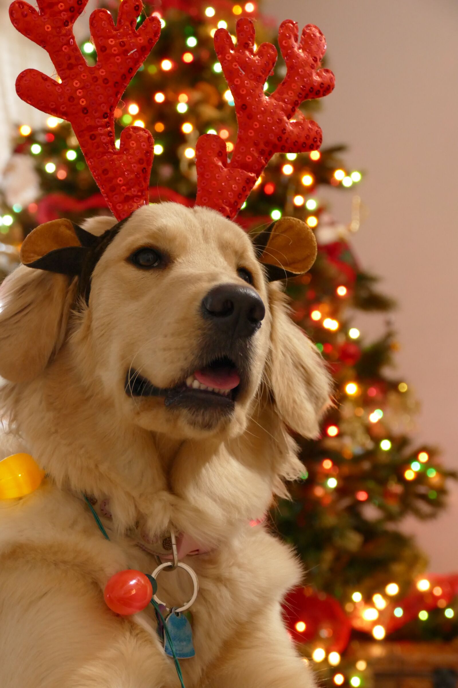 Panasonic Lumix DMC-FZ1000 sample photo. Christmas, dog christmas, dog photography